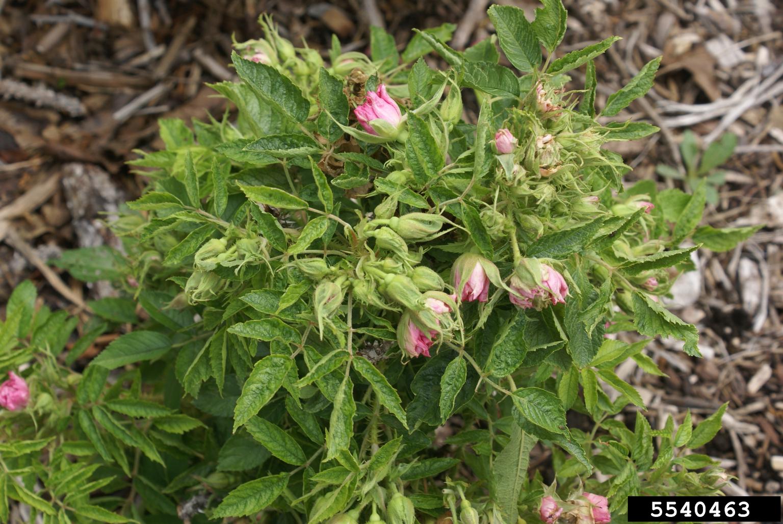 Rose rosette virus (RRV) (Emaravirus Rose rosette virus)