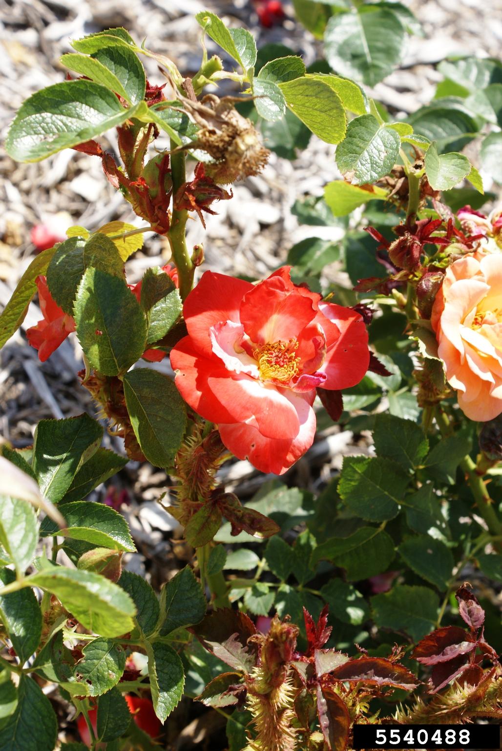 Rose rosette virus (RRV) (Emaravirus Rose rosette virus)