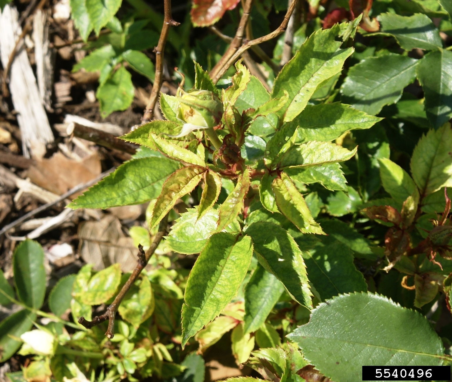 Rose rosette virus (RRV) (Emaravirus Rose rosette virus)