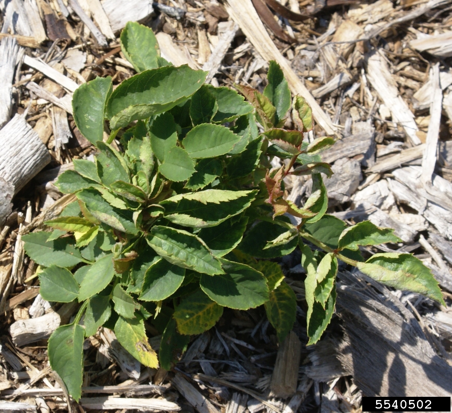 Rose rosette virus (RRV) (Emaravirus Rose rosette virus)