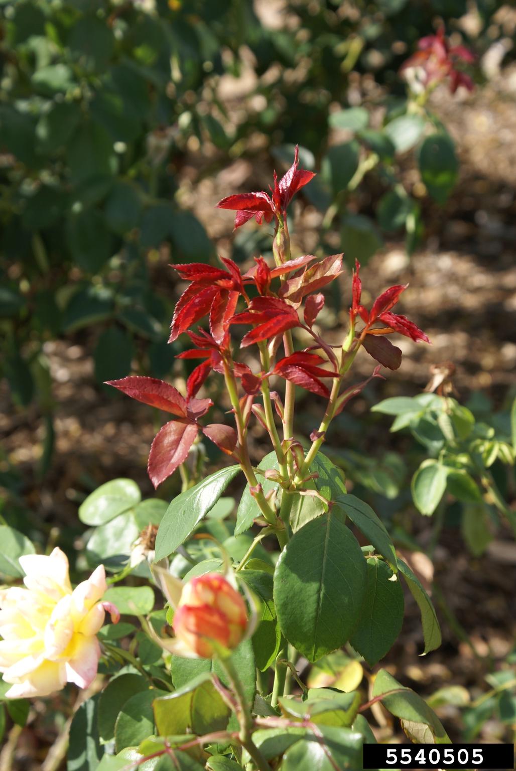 'Glowing Peace' Rose (Rosa hybrida cv. 'Glowing Peace')