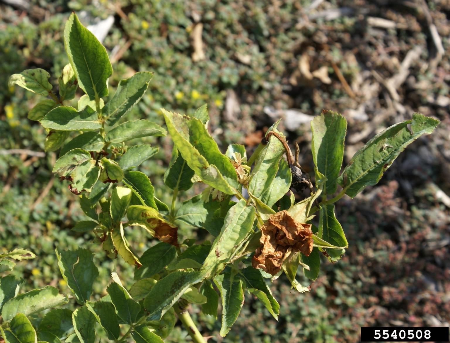 Rose rosette virus (RRV) (Emaravirus Rose rosette virus)