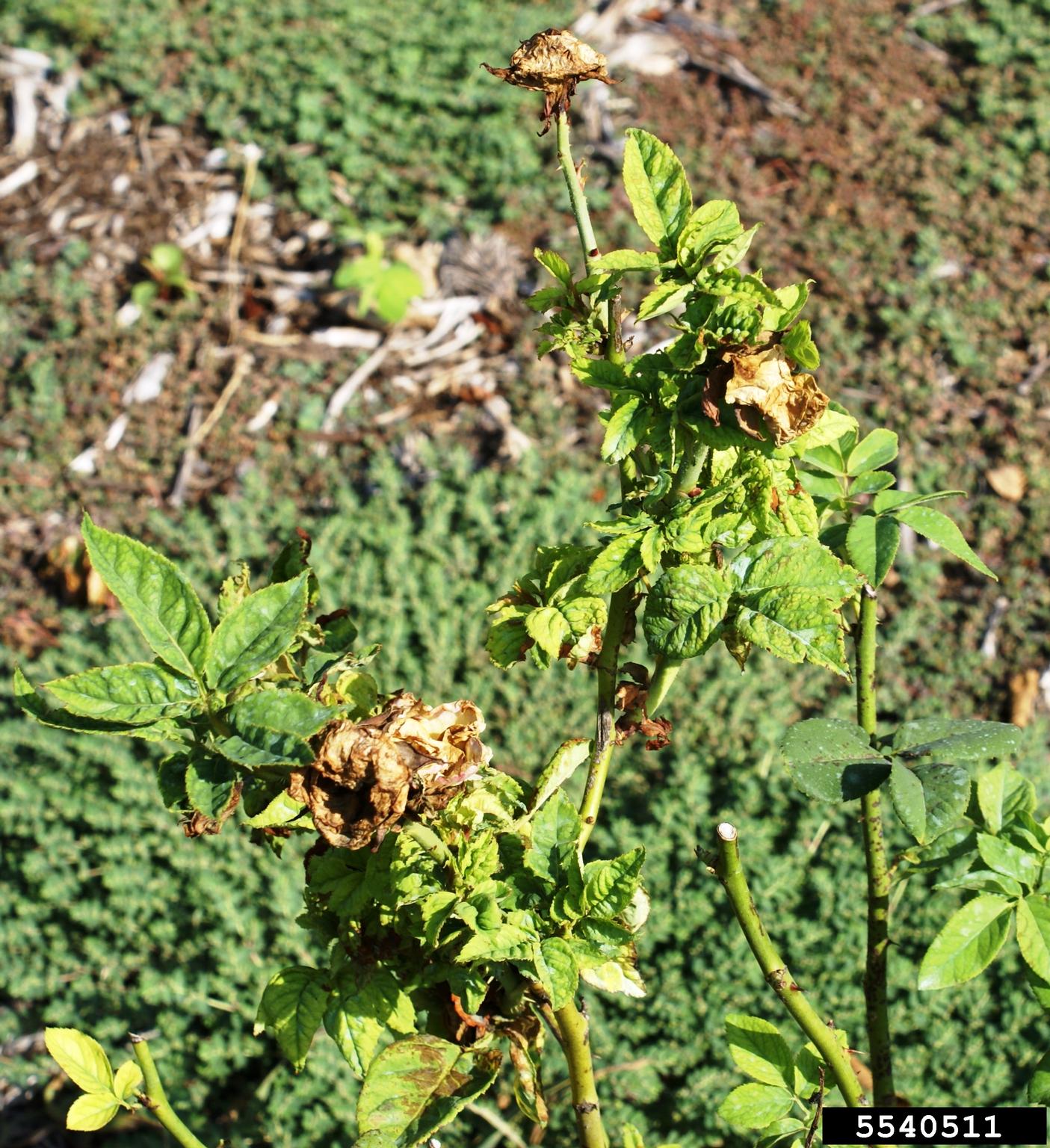 Rose rosette virus (RRV) (Emaravirus Rose rosette virus)