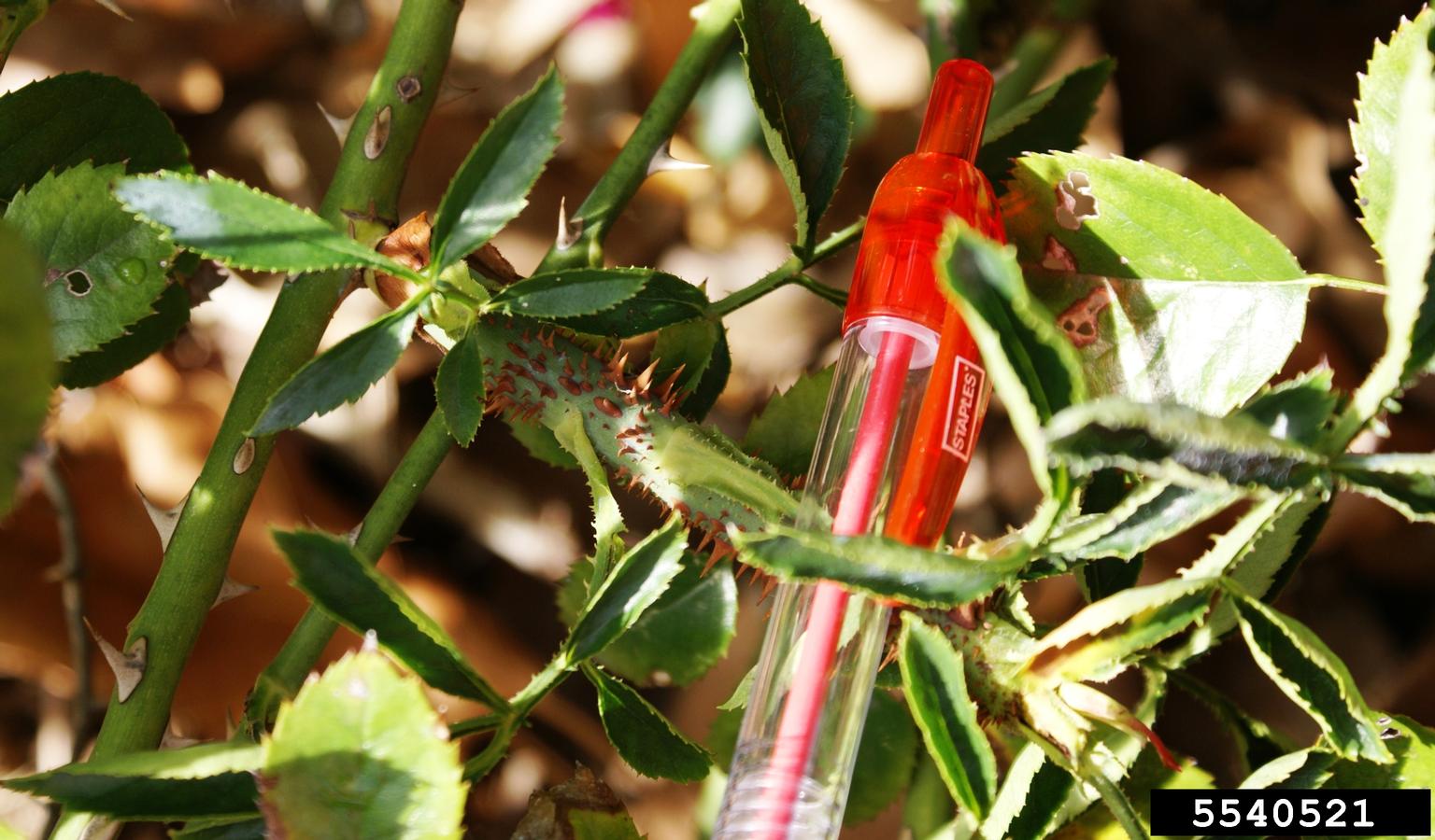 rose rosette disease (RRD) (Emaravirus RRD ) on 'Lady Elsie May' Rose ...