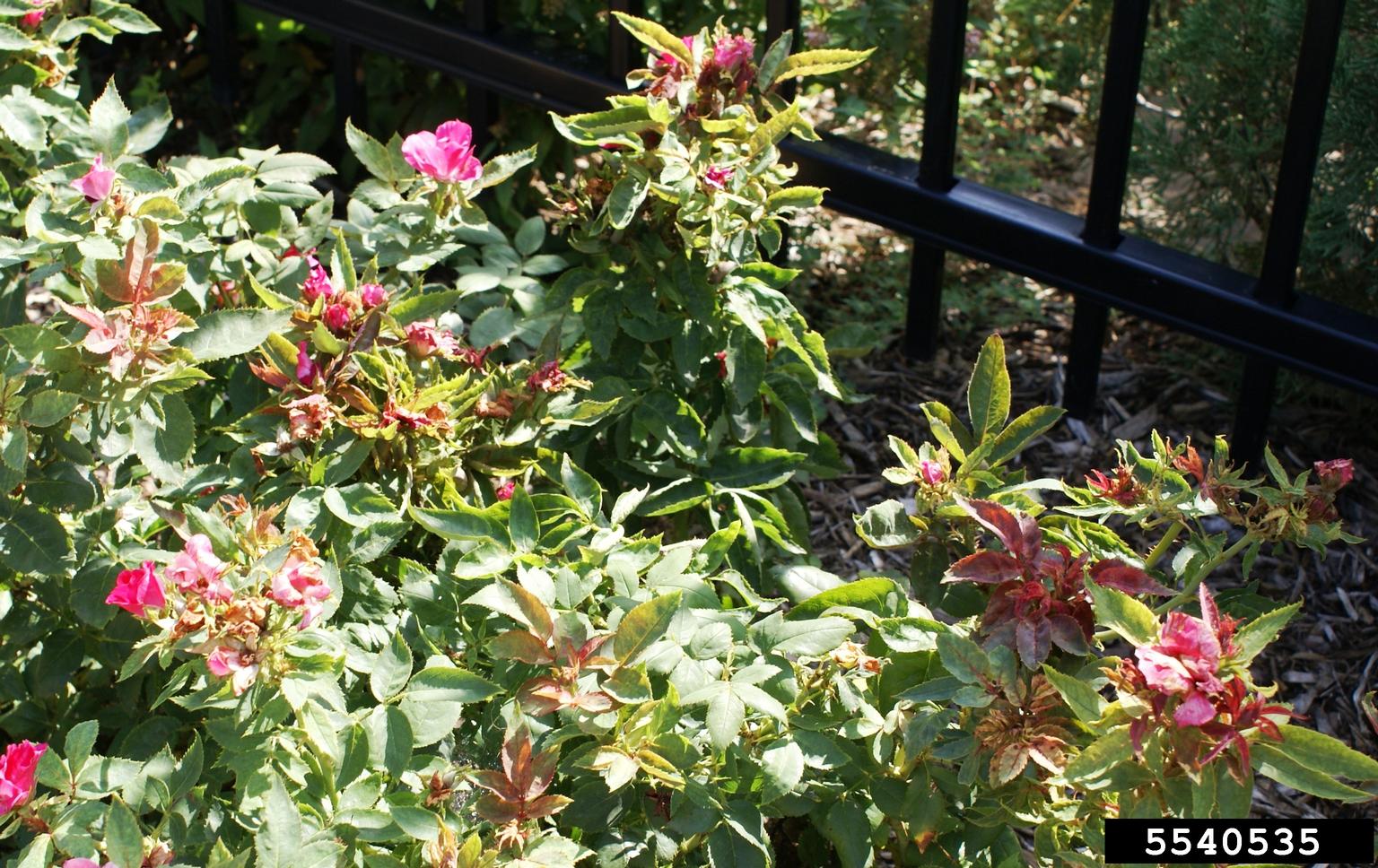 Rose rosette virus (RRV) (Emaravirus Rose rosette virus)