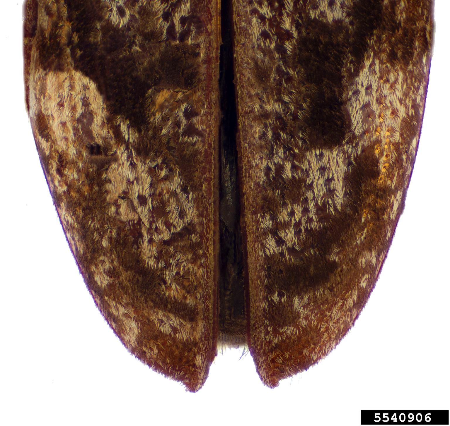 Carolina pine sawyer beetle (Monochamus carolinensis)