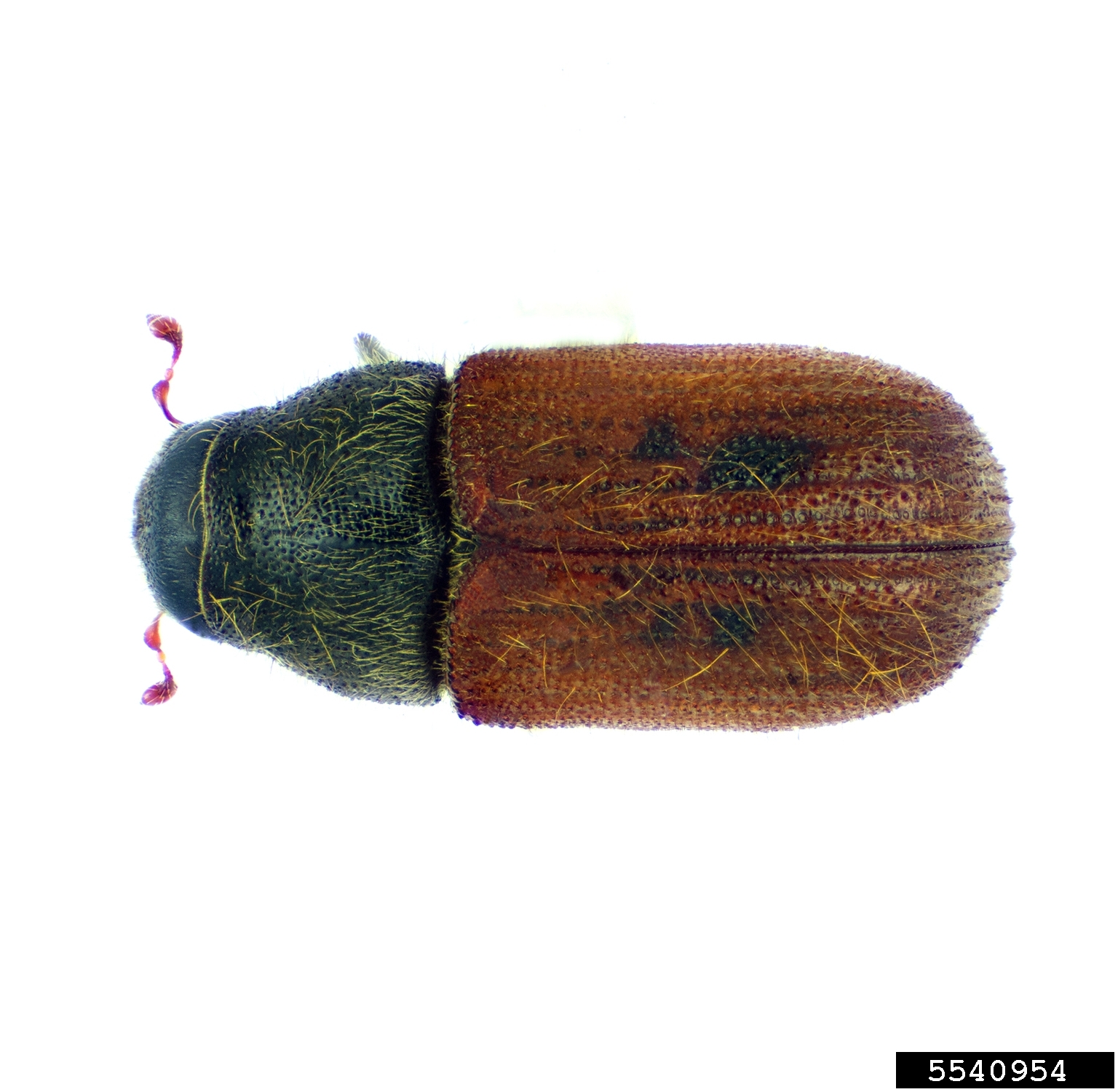 spruce beetle (Dendroctonus rufipennis)