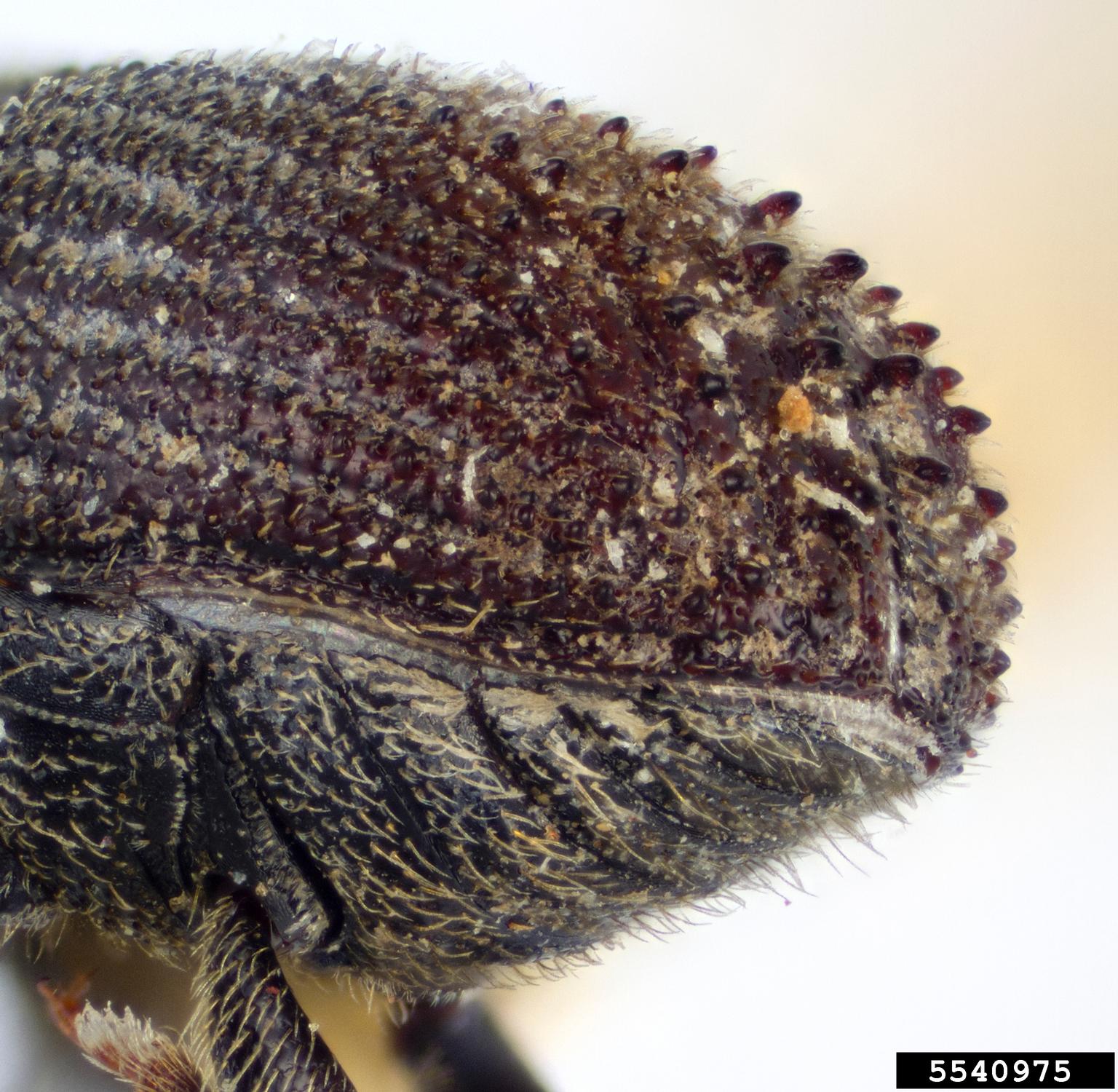 Japanese cypress bark beetle (Phloeosinus rudis)