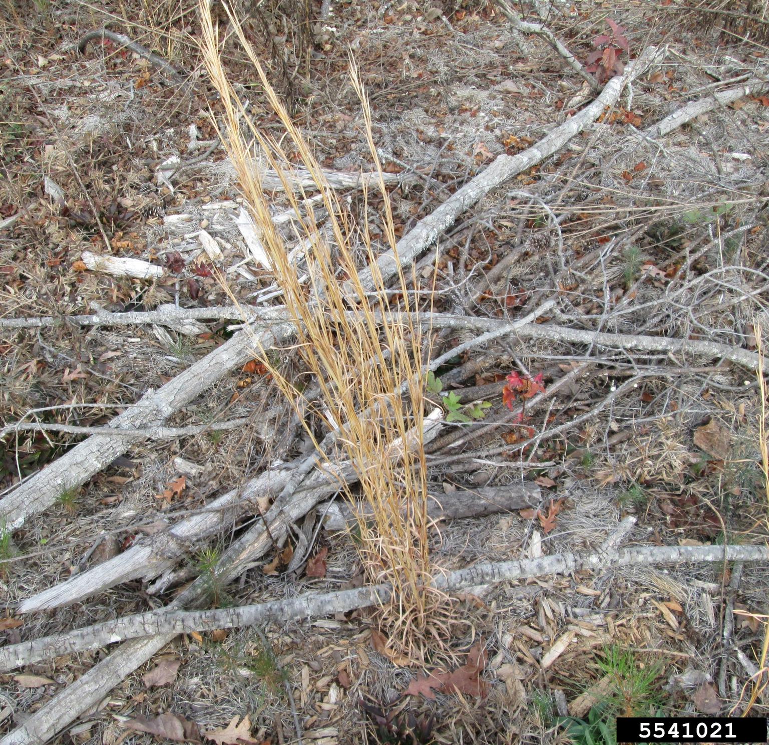 broomsedge bluestem (Andropogon virginicus)