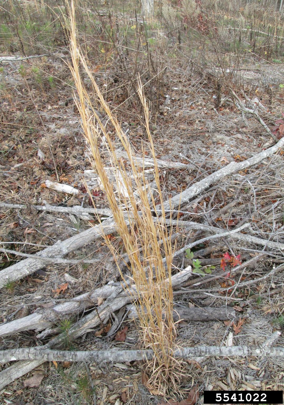 broomsedge bluestem (Andropogon virginicus)