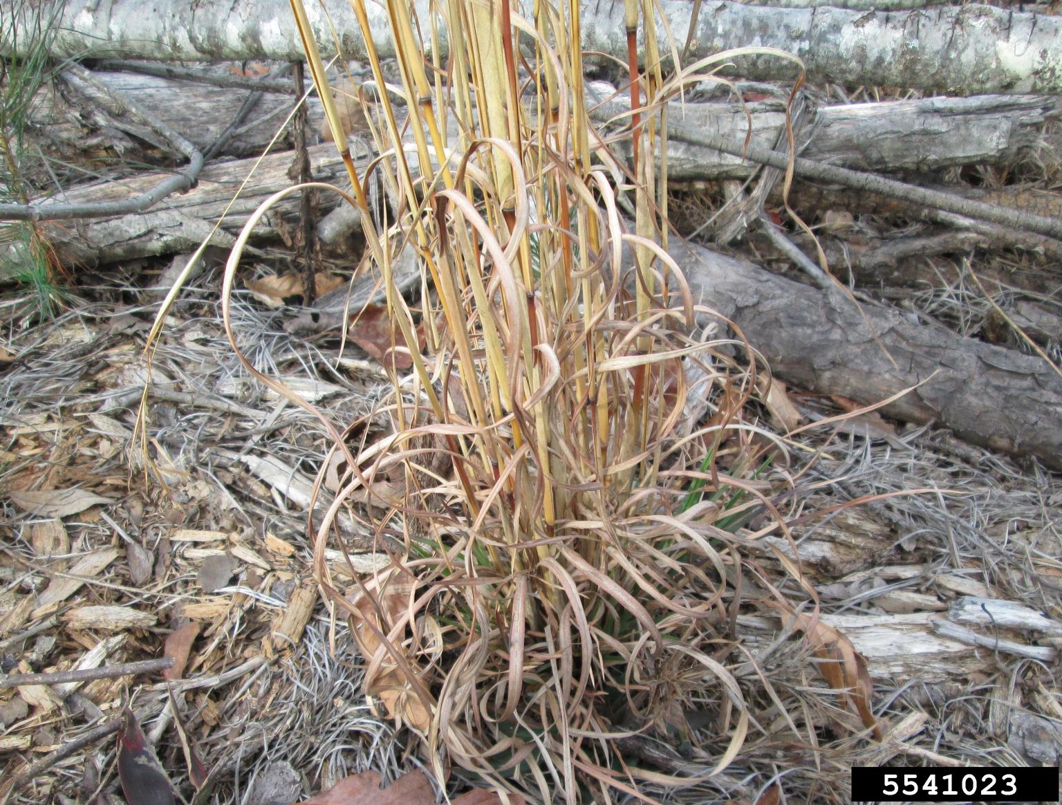 broomsedge bluestem (Andropogon virginicus)