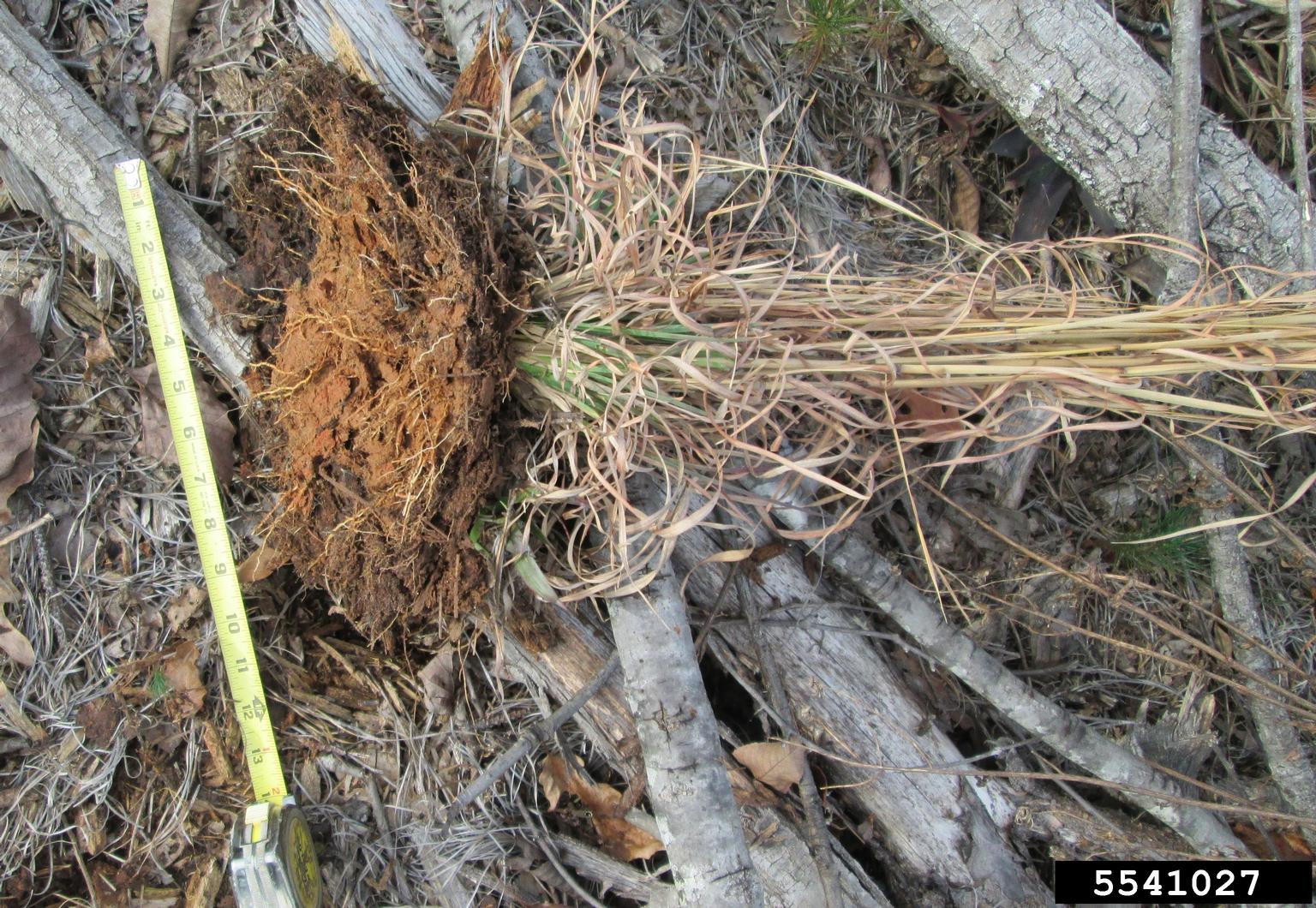broomsedge bluestem (Andropogon virginicus)