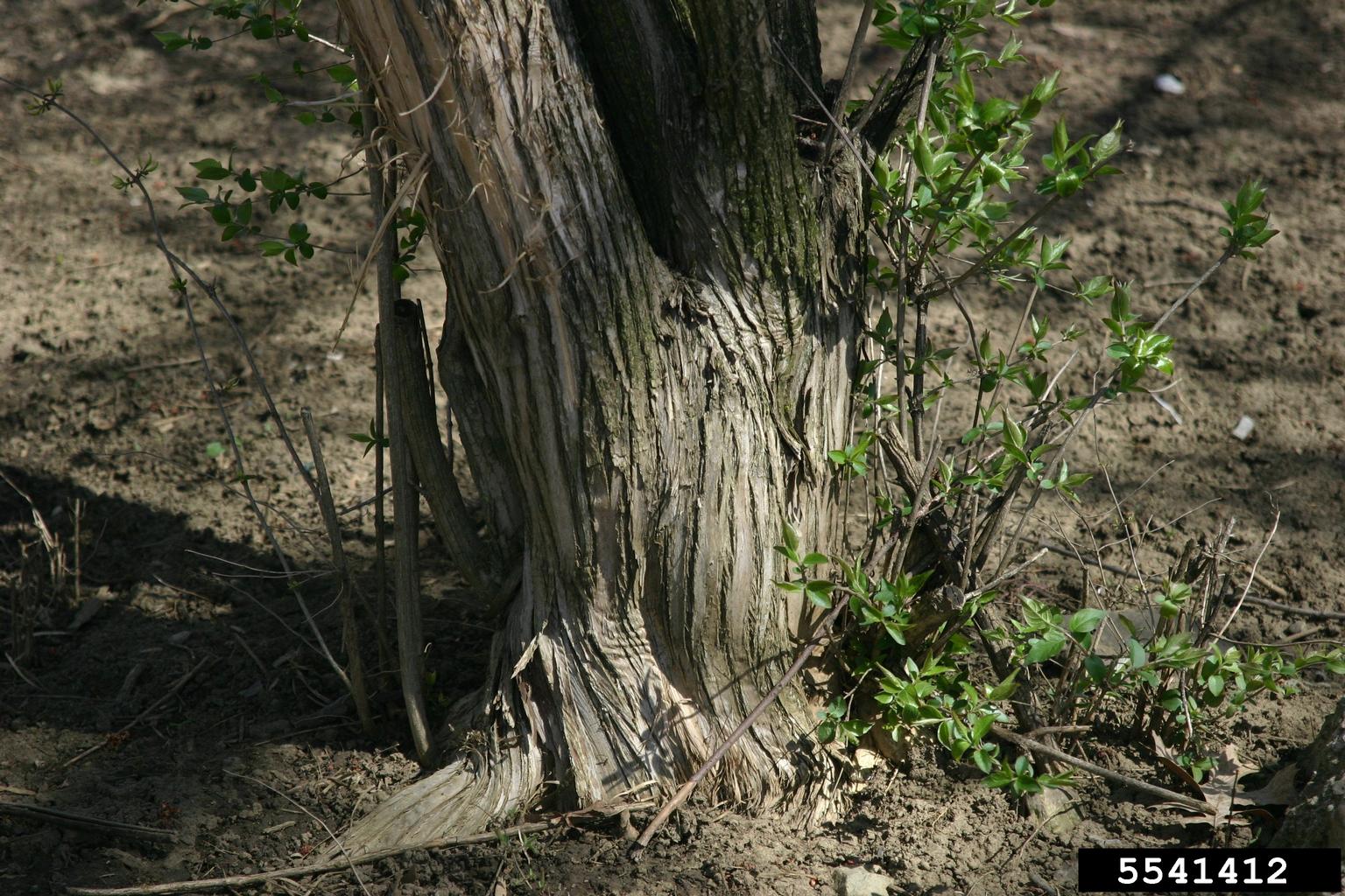 Amur Honeysuckle Lonicera Maackii 