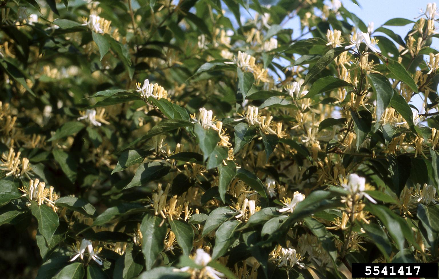 Amur Honeysuckle Lonicera Maackii 
