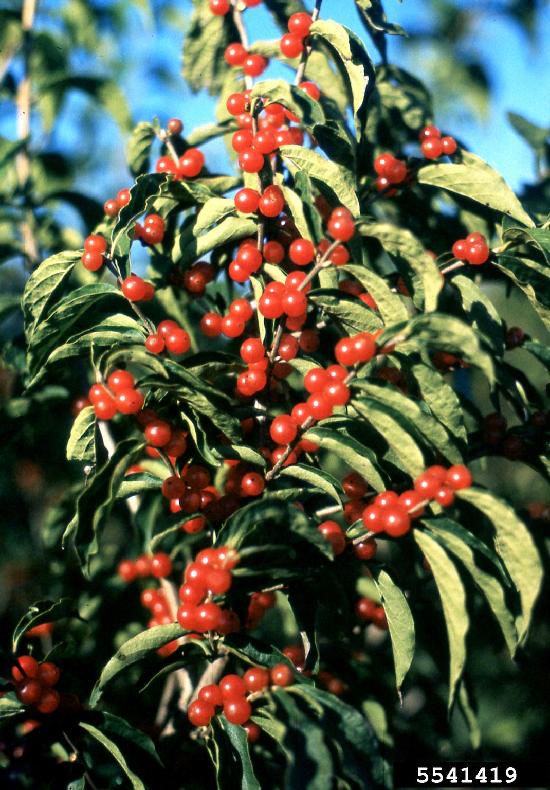 Amur Honeysuckle Lonicera Maackii 