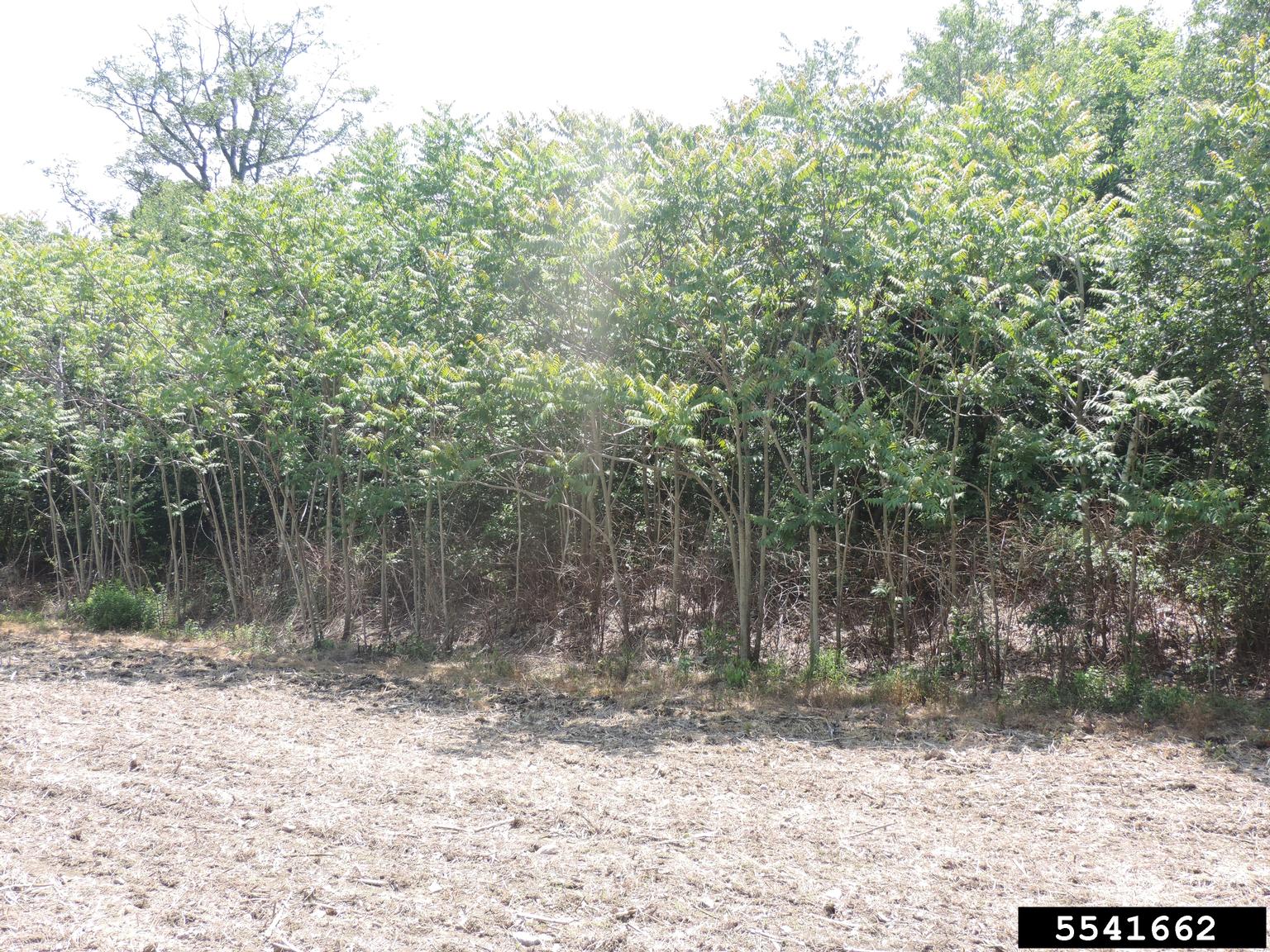 treeofheaven (Ailanthus altissima)