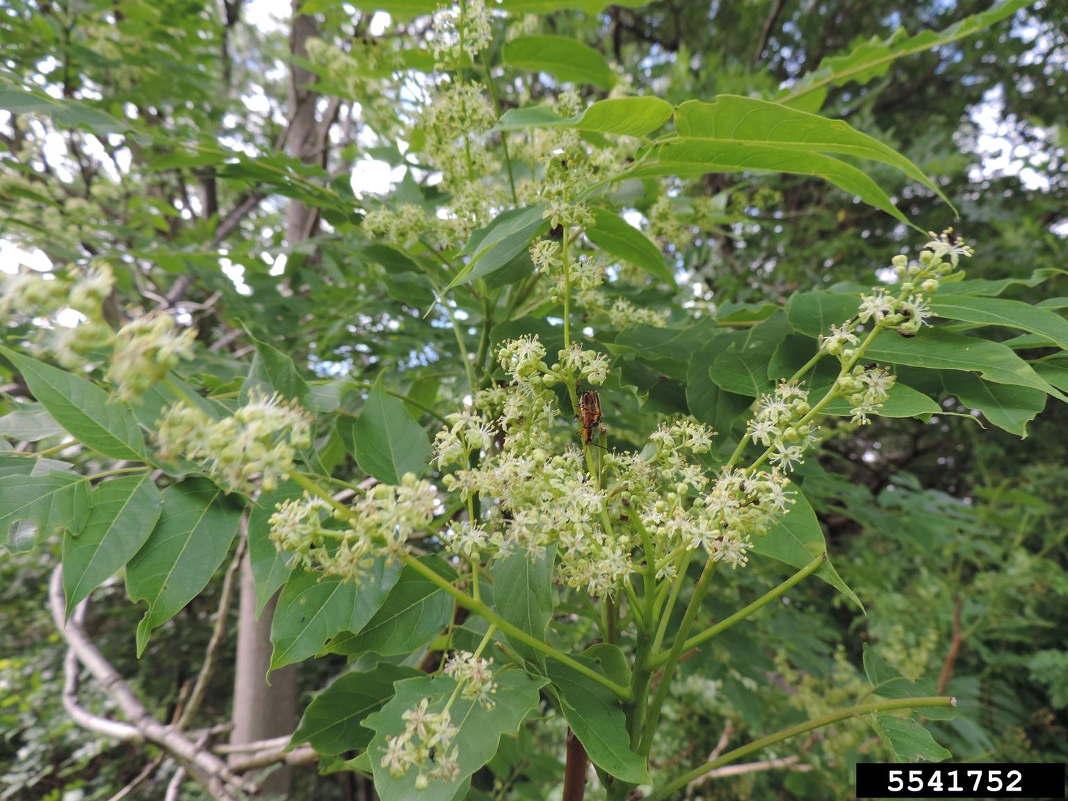 treeofheaven (Ailanthus altissima)