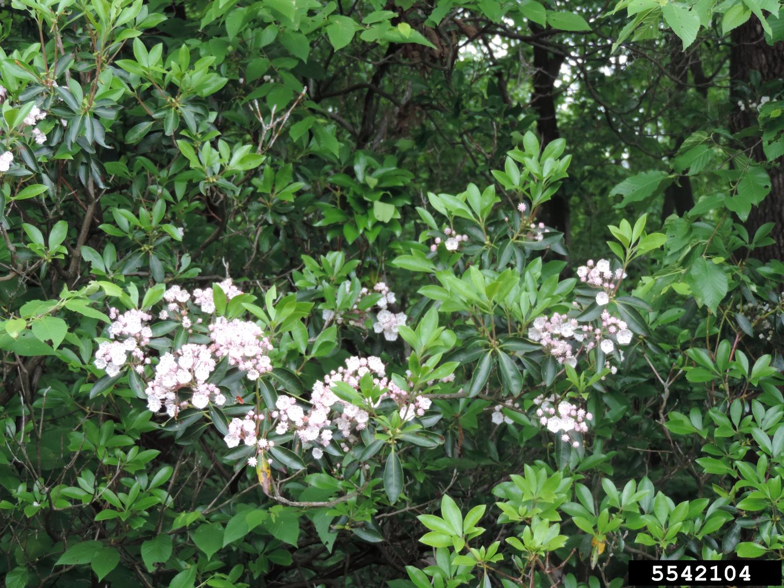 mountain laurel (Kalmia latifolia)