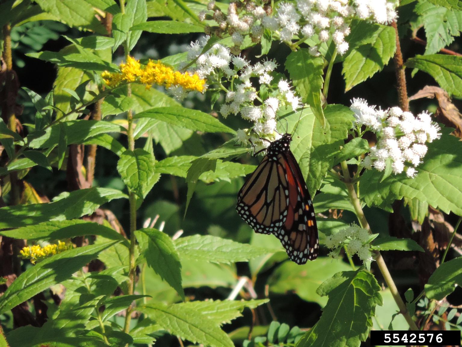 monarch butterfly (Danaus plexippus)