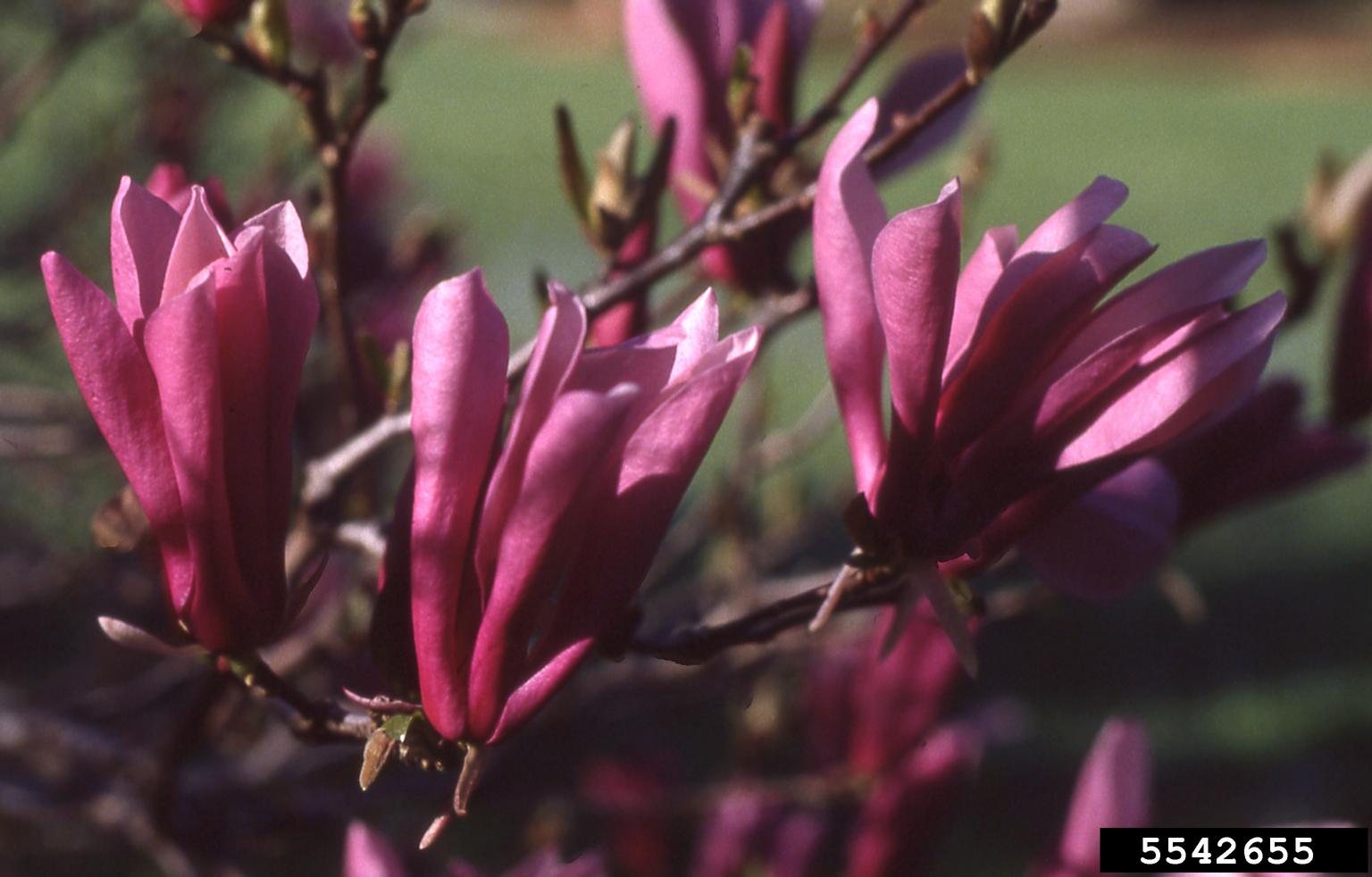 lily magnolia (Magnolia liliiflora)