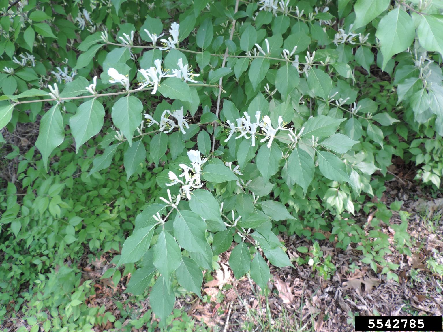 Amur Honeysuckle Lonicera Maackii 