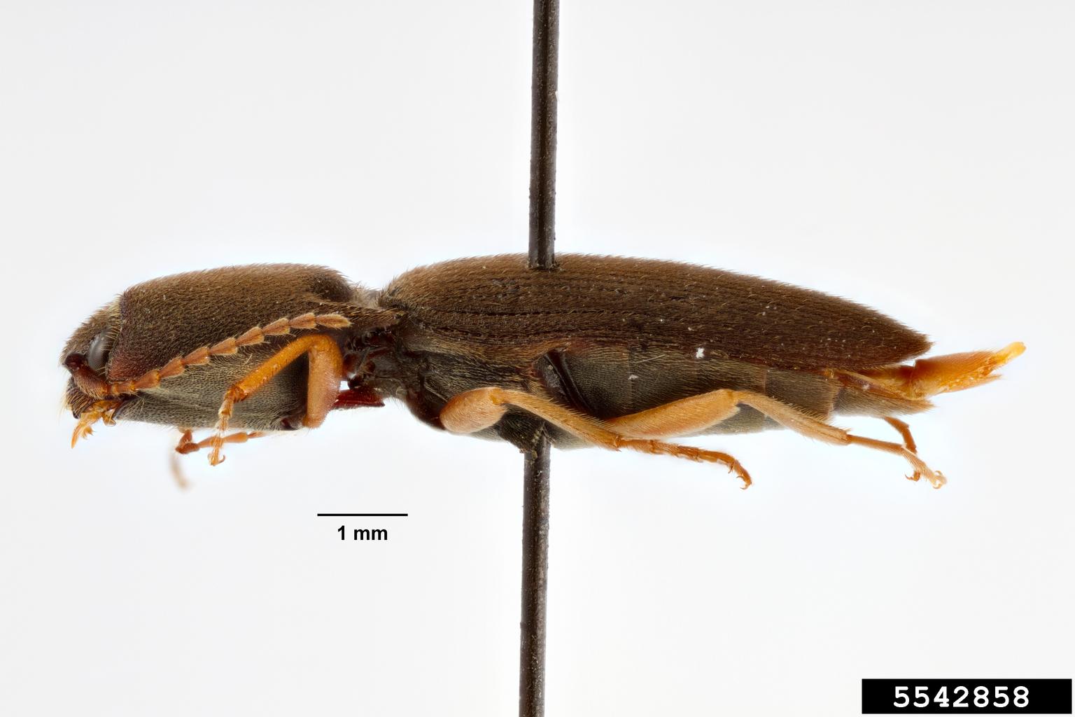 click beetle (Conoderus laurenti)