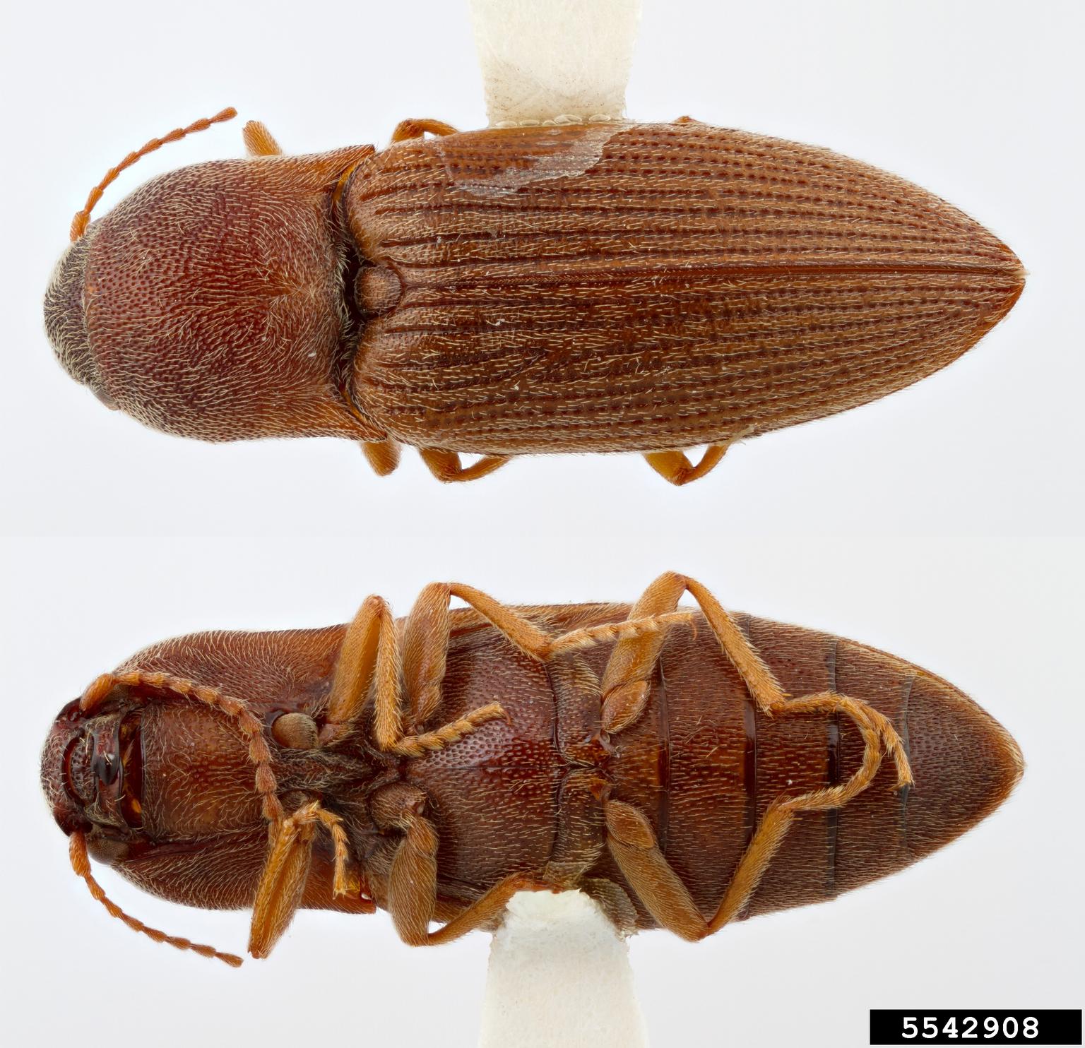 wheat wireworm (Agriotes mancus)