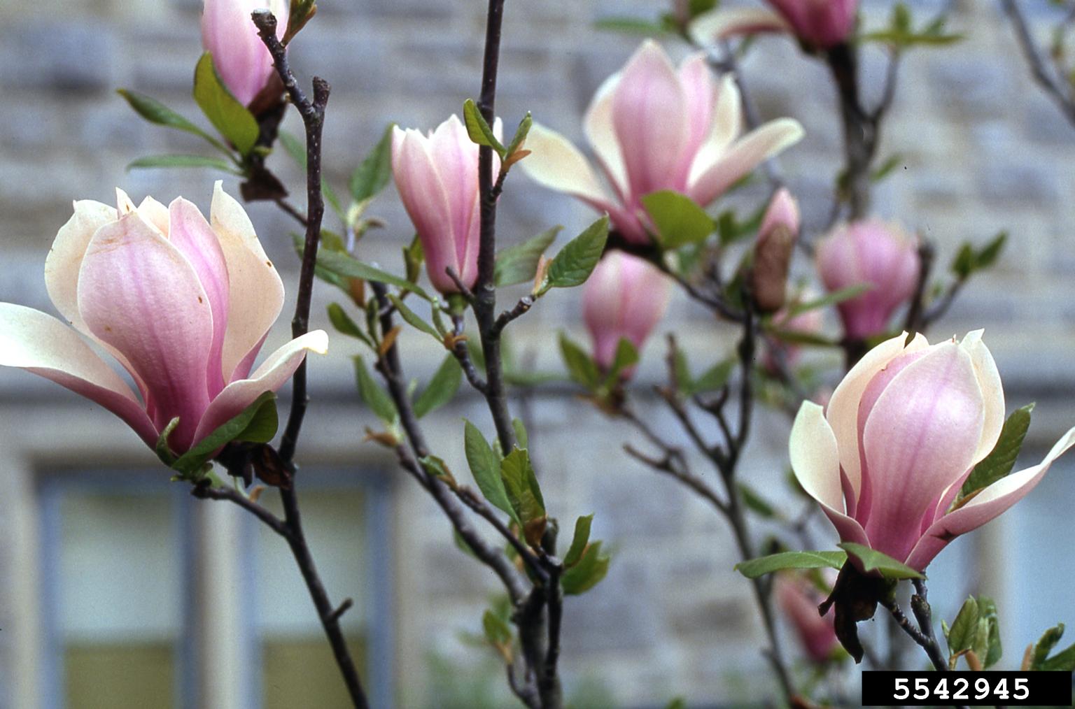 saucer magnolia, Magnolia x soulangiana (Magnoliales