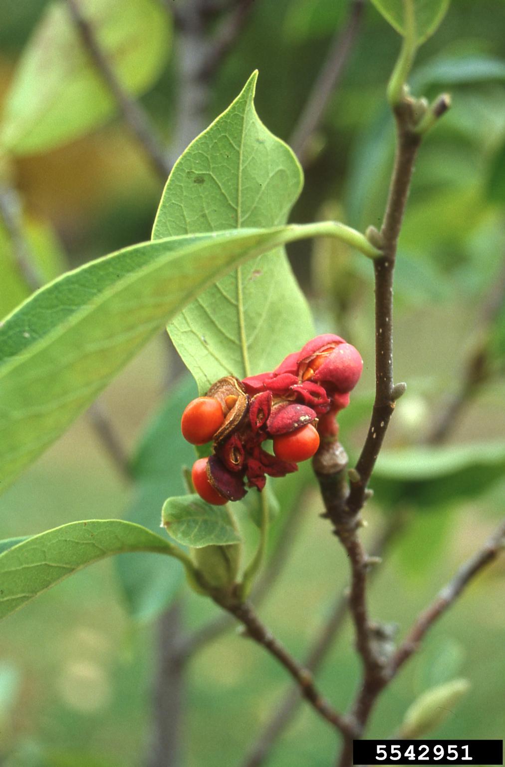saucer magnolia (Magnolia x soulangeana)
