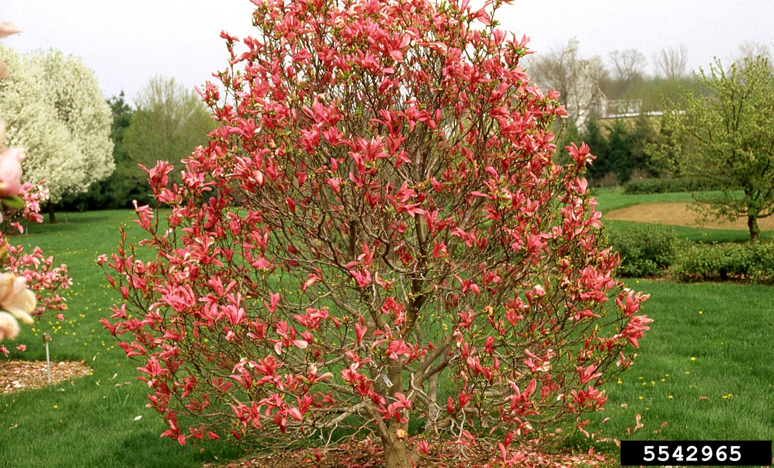 lily magnolia (Magnolia liliiflora)