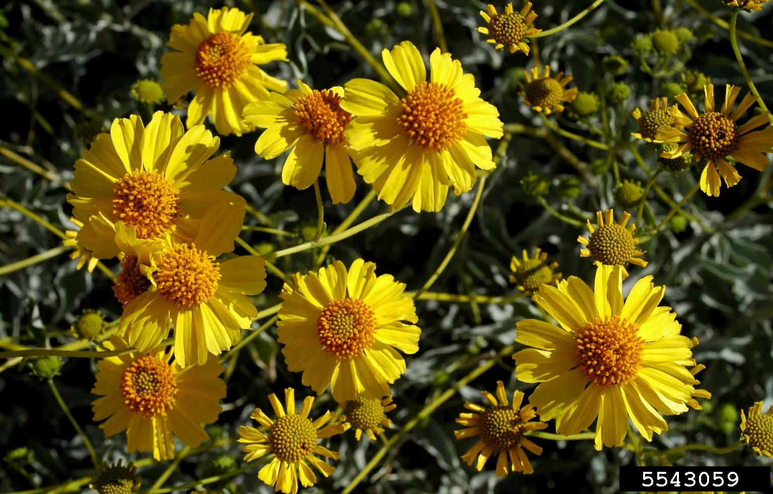 brittlebush (Encelia farinosa)