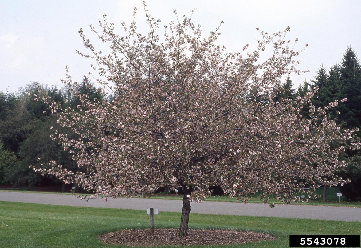 prairie crabapple (Malus ioensis)