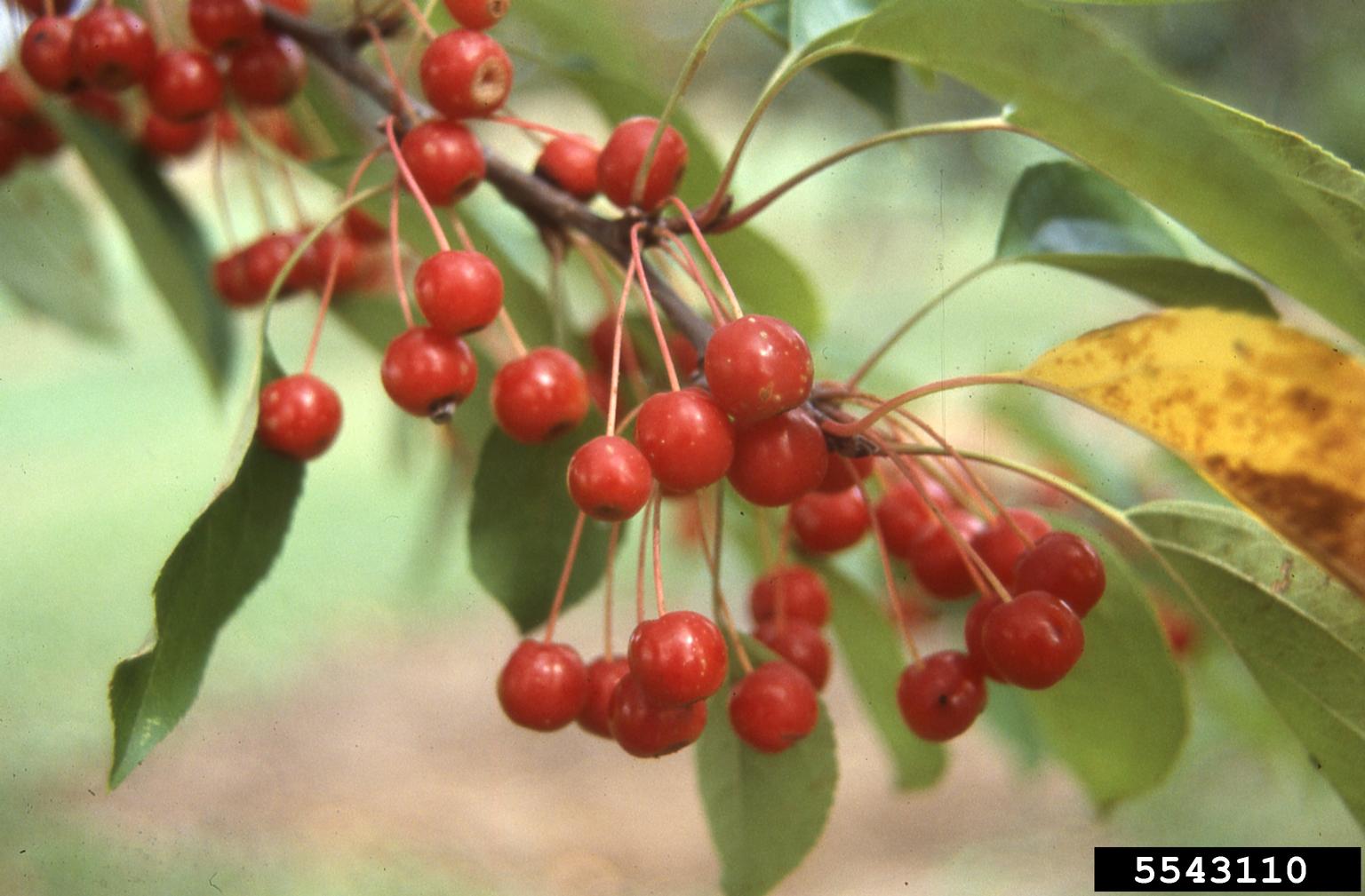 crabapple, Malus zumi (Rosales Rosaceae) 5543110