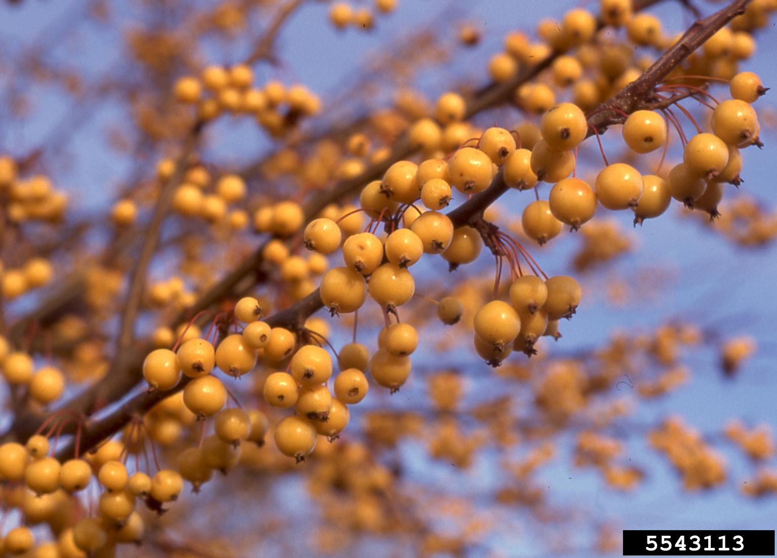 crabapple (Malus zumi)