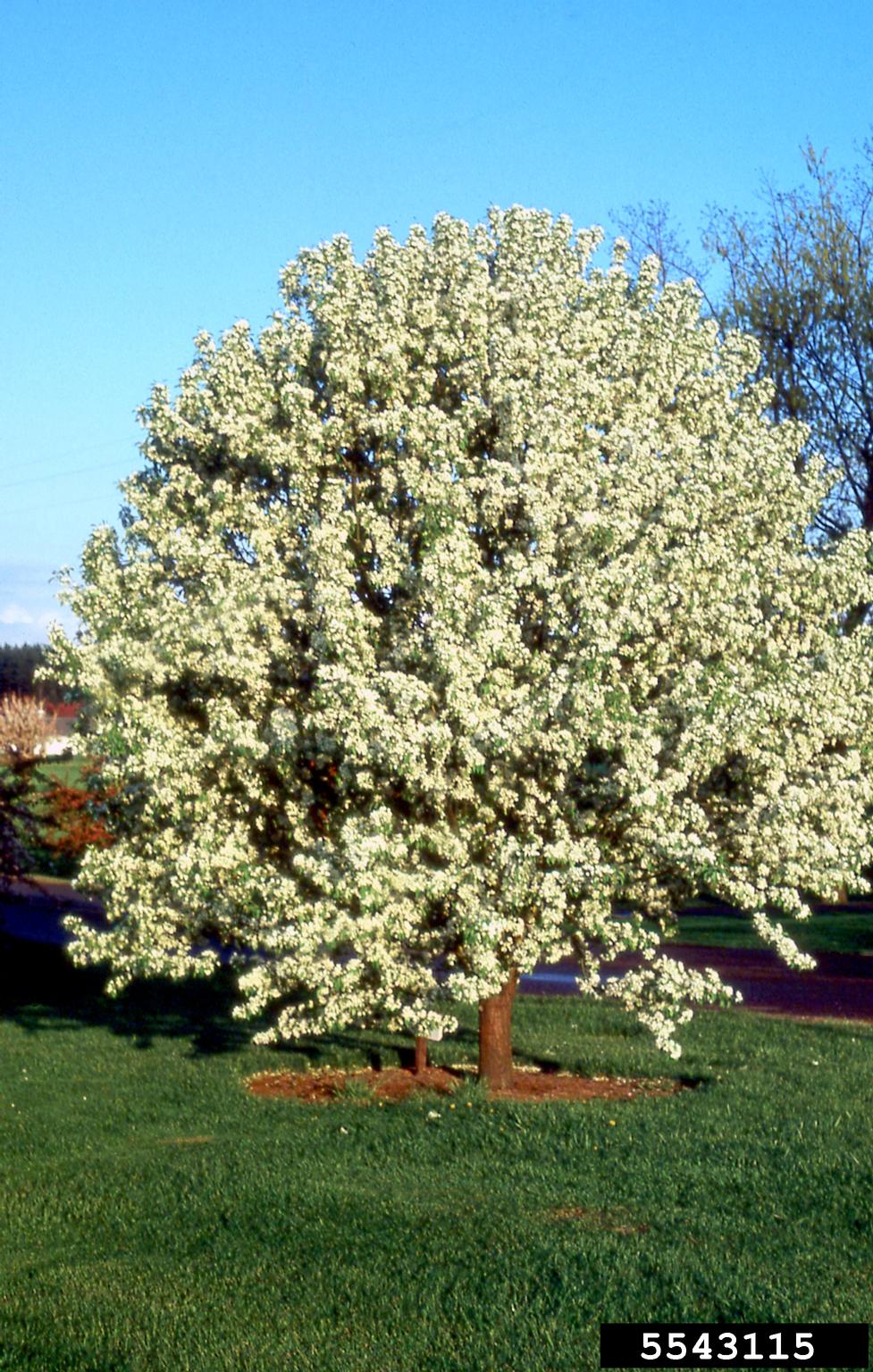 crabapple (Malus zumi)