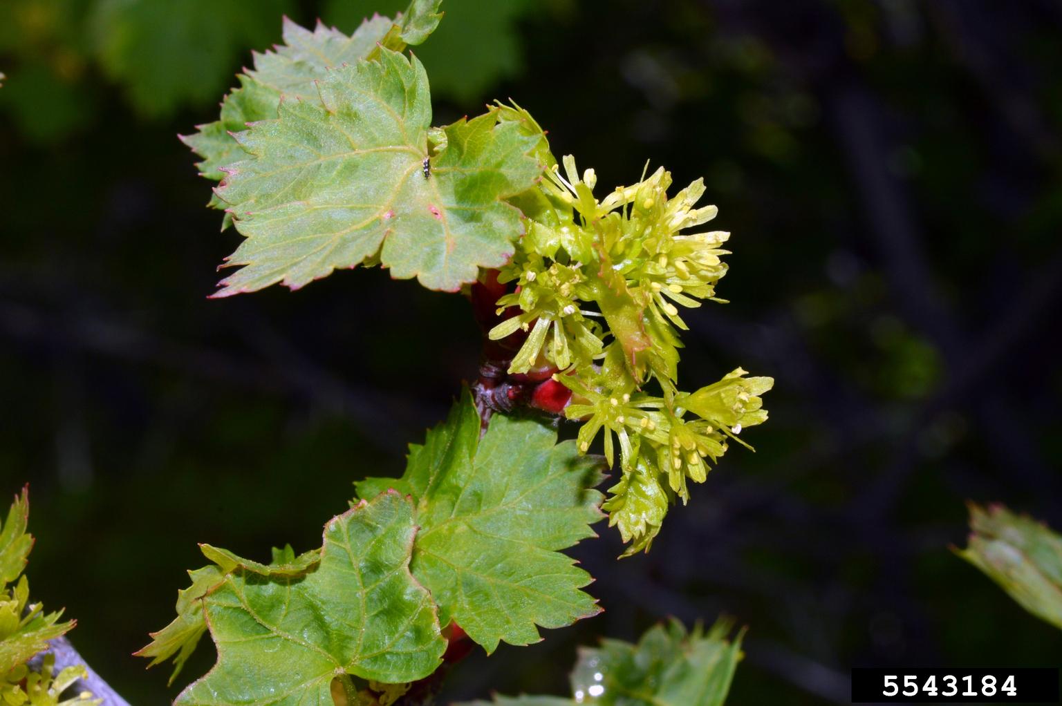 Rocky Mountain Maple Acer Glabrum 