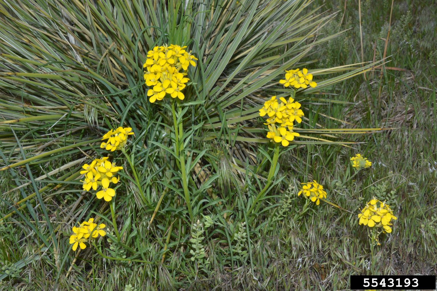 Western wallflower (Erysimum asperum)