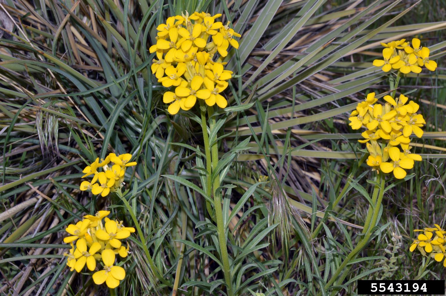 Western wallflower (Erysimum asperum)