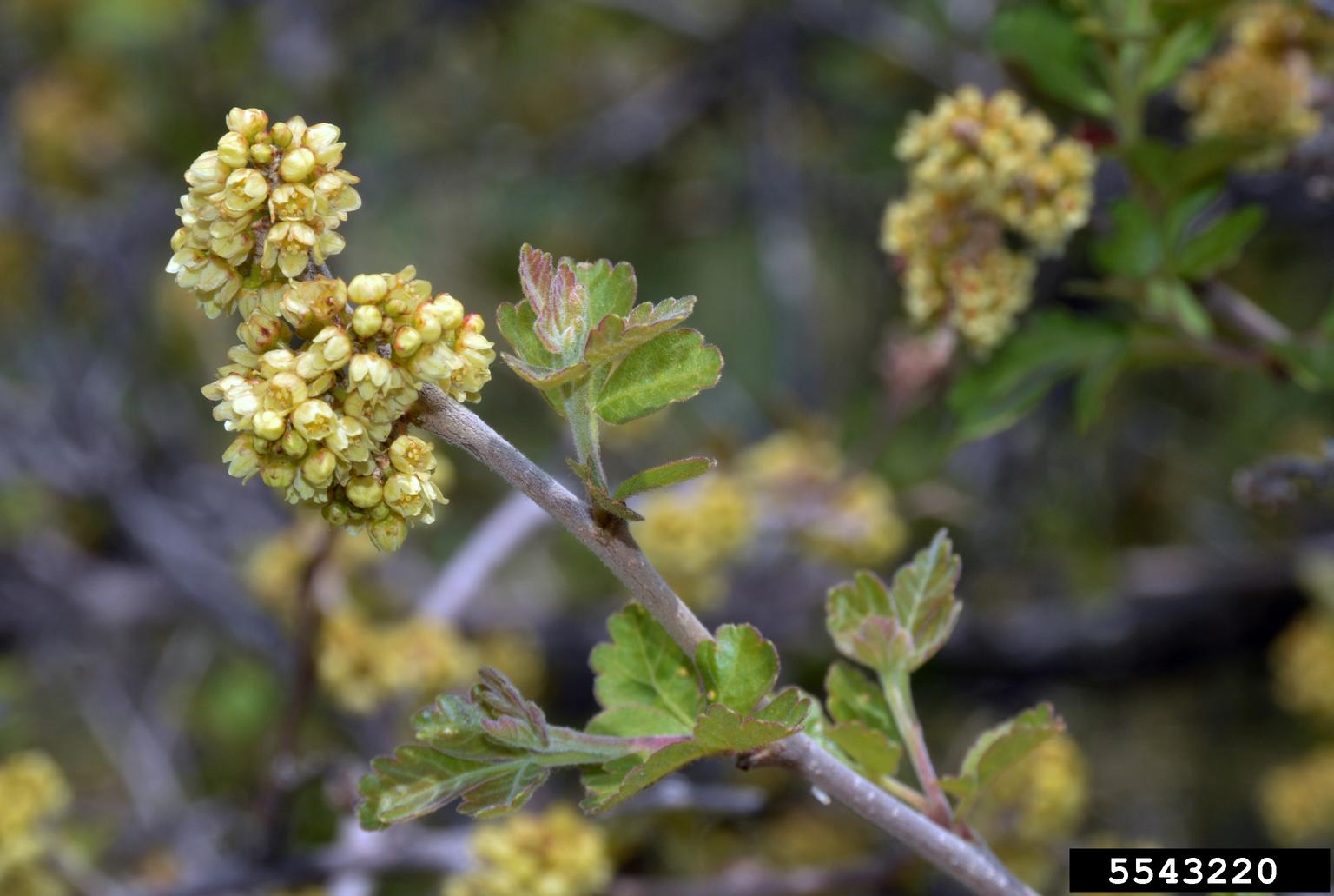 skunkbush sumac (Rhus trilobata)