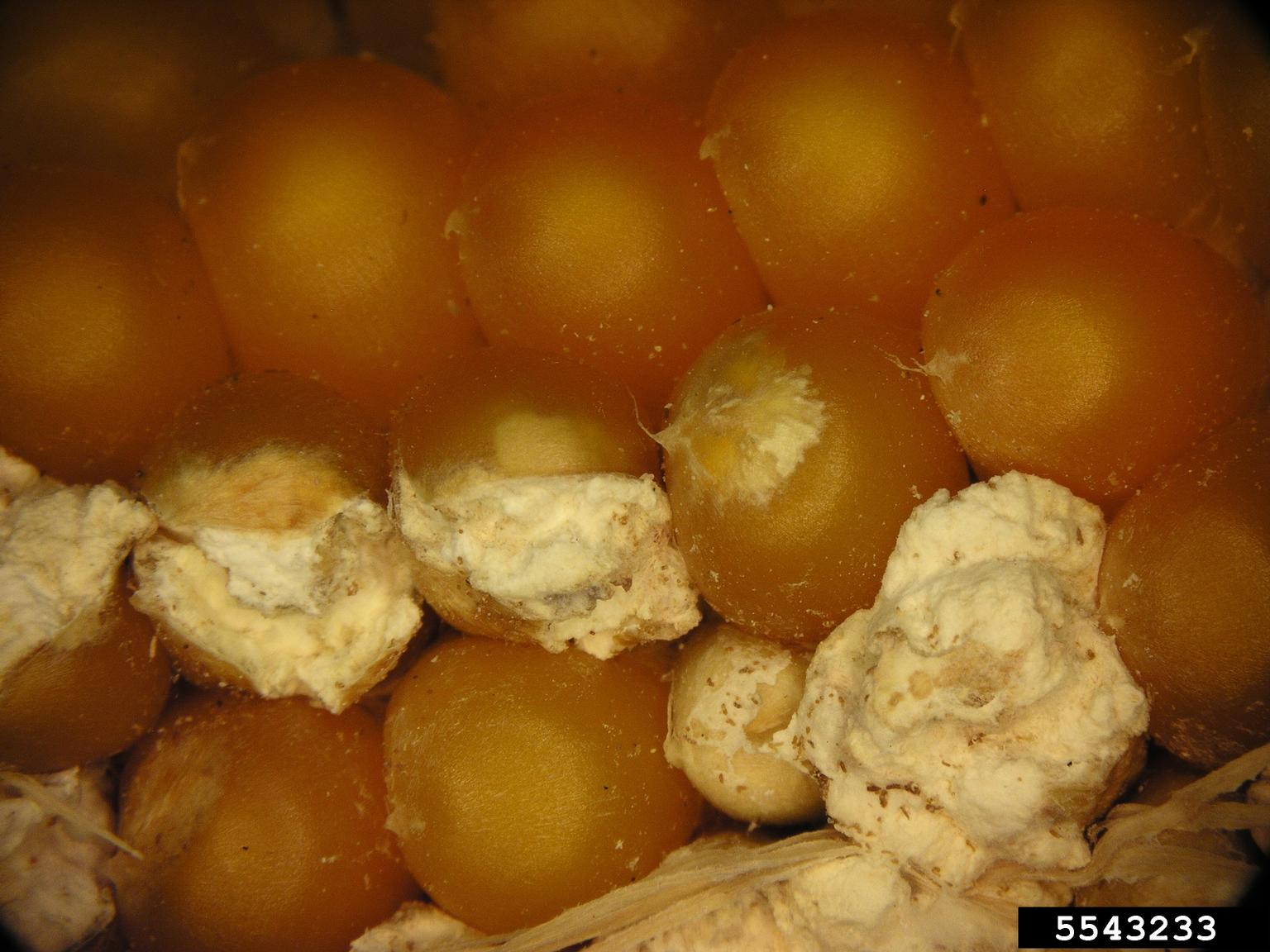 ruptured kernels on corn (Zea mays ) 5543233
