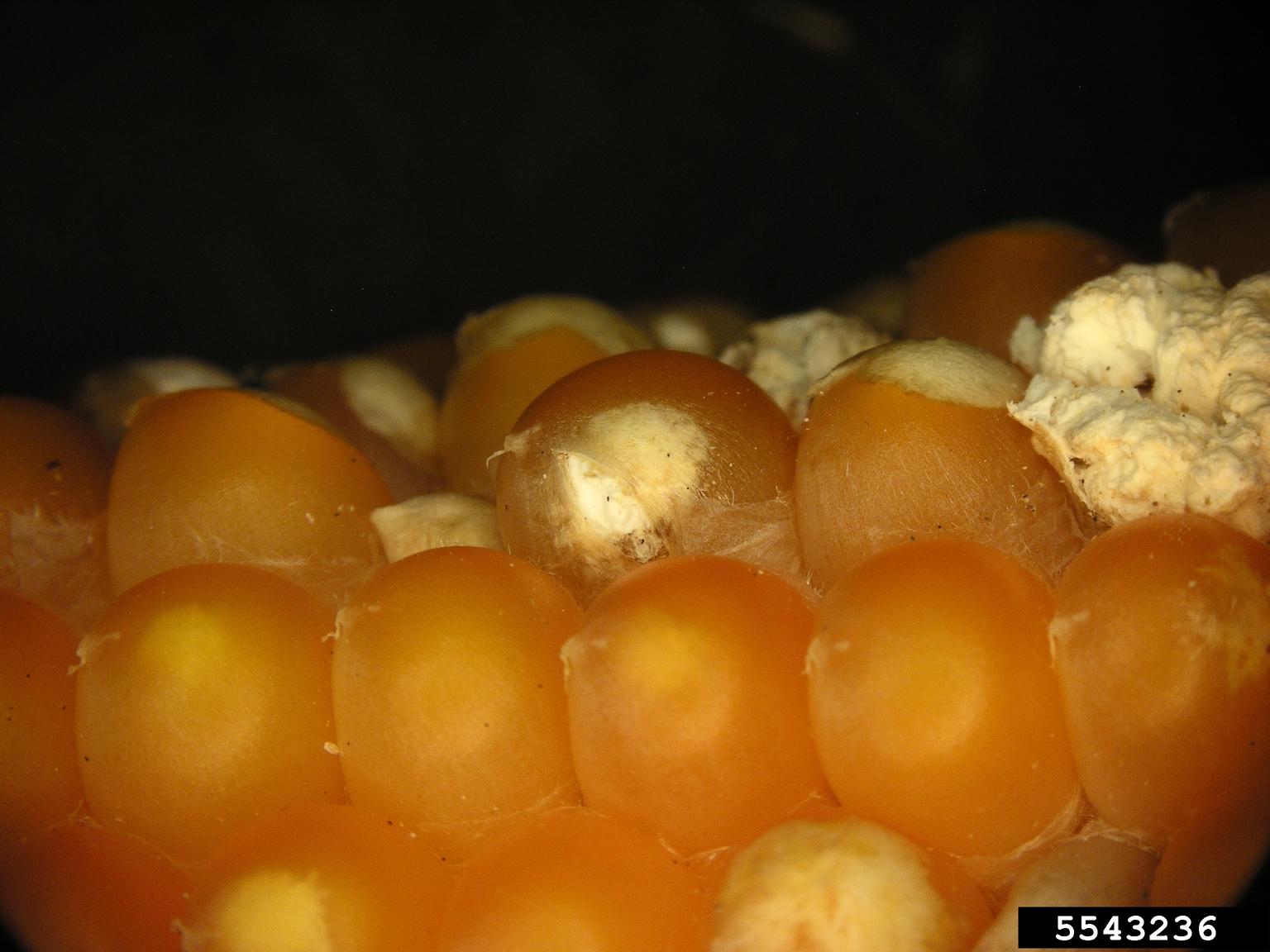 ruptured kernels