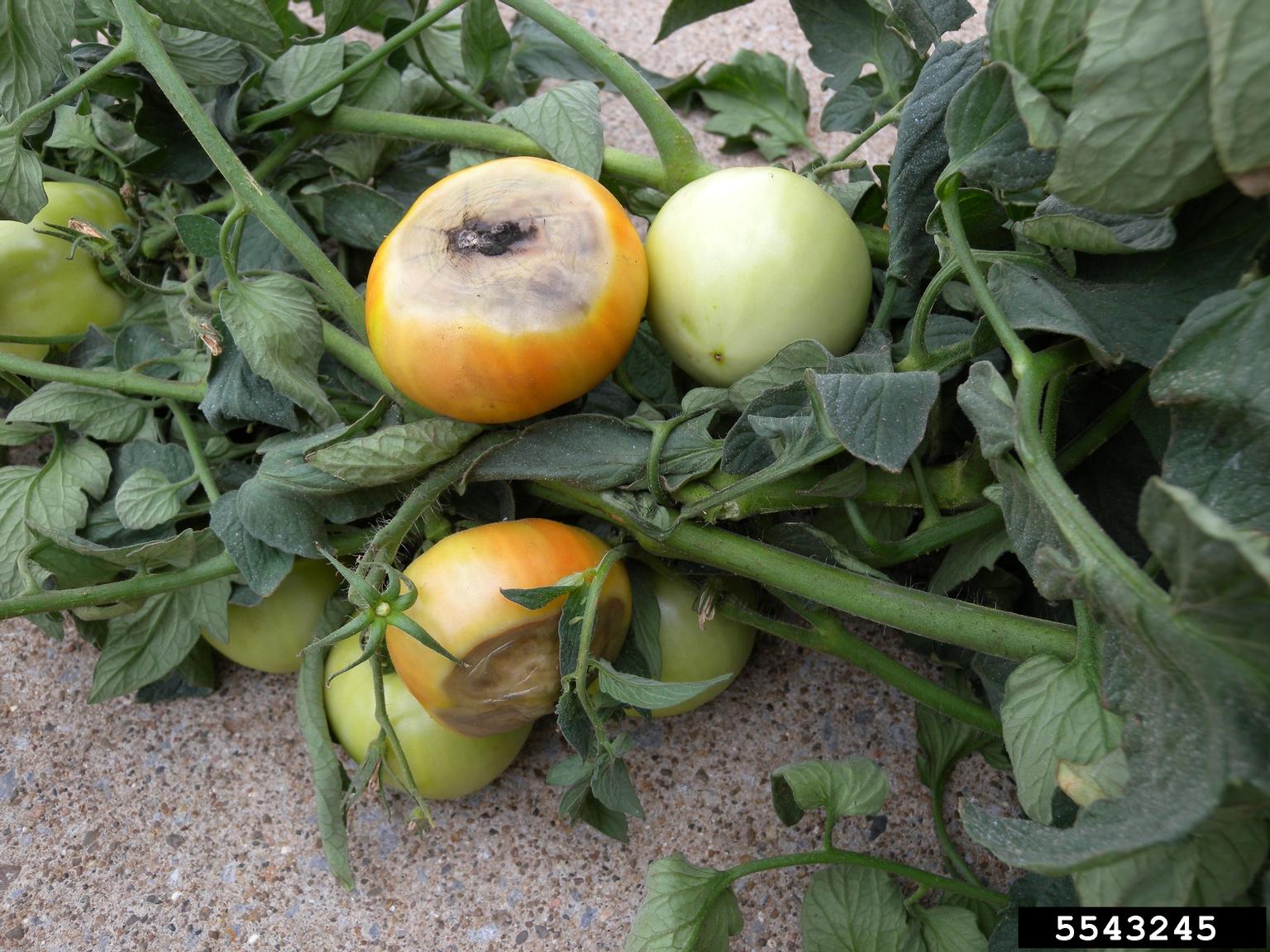 blossom end rot