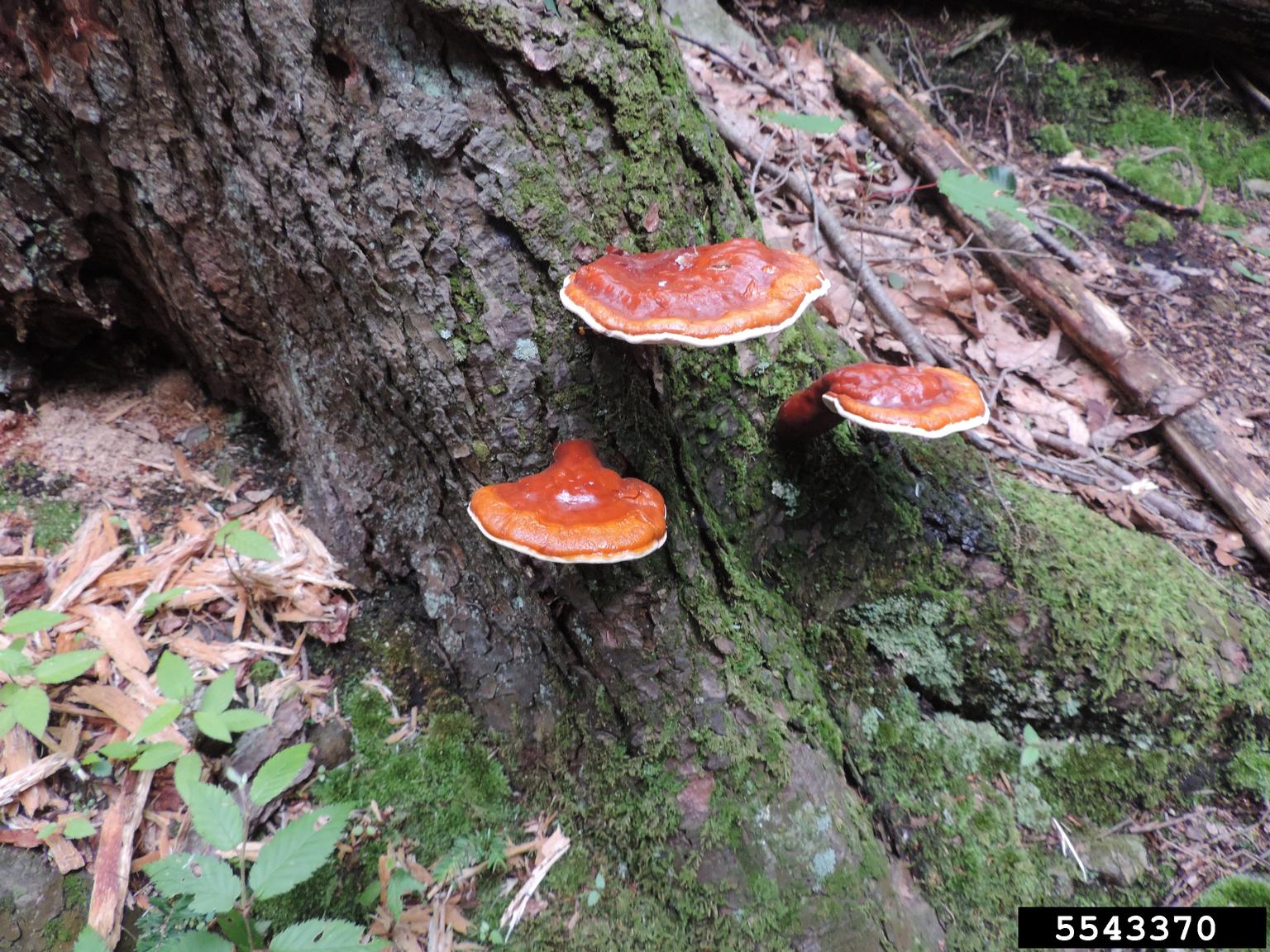 poroid wood decay fungi (Genus Ganoderma)