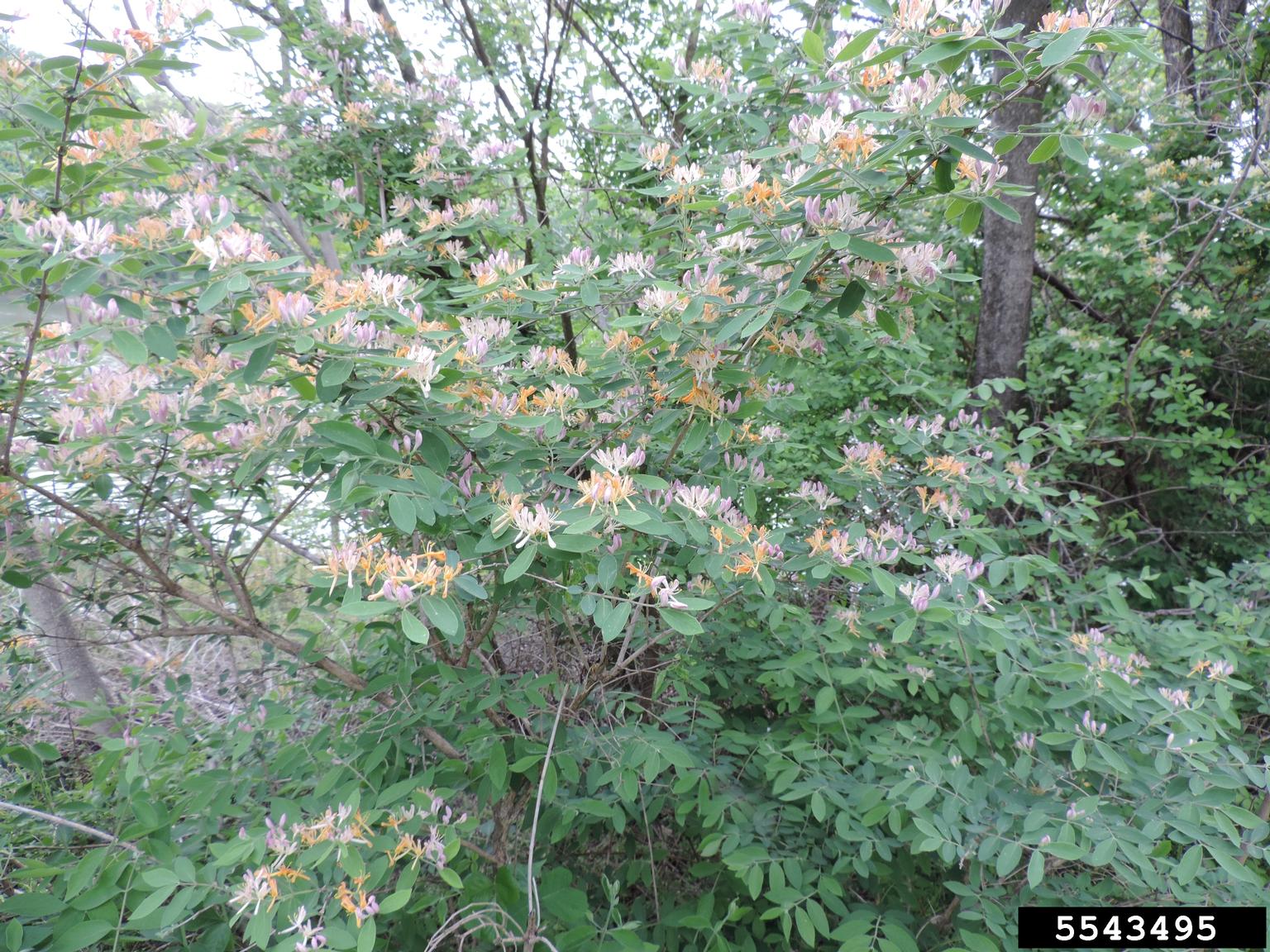Tatarian honeysuckle (Lonicera tatarica)