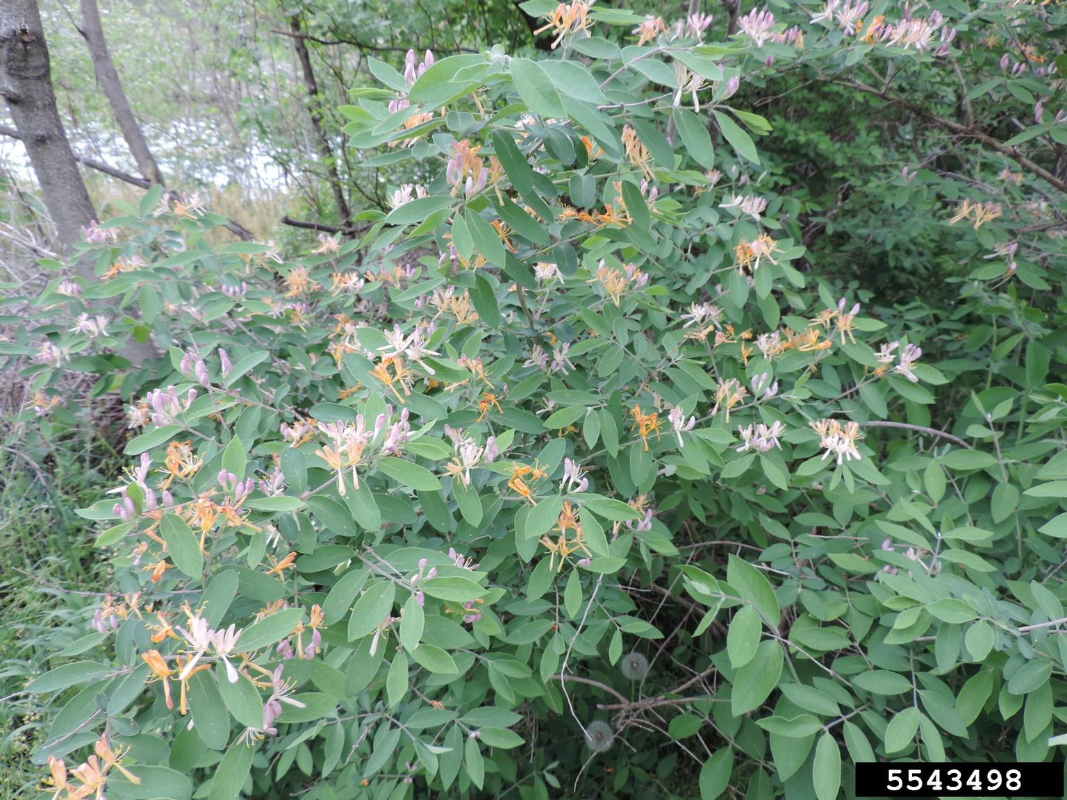 Tatarian honeysuckle (Lonicera tatarica)