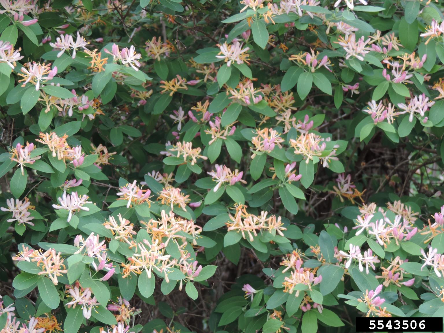 Tatarian honeysuckle (Lonicera tatarica)