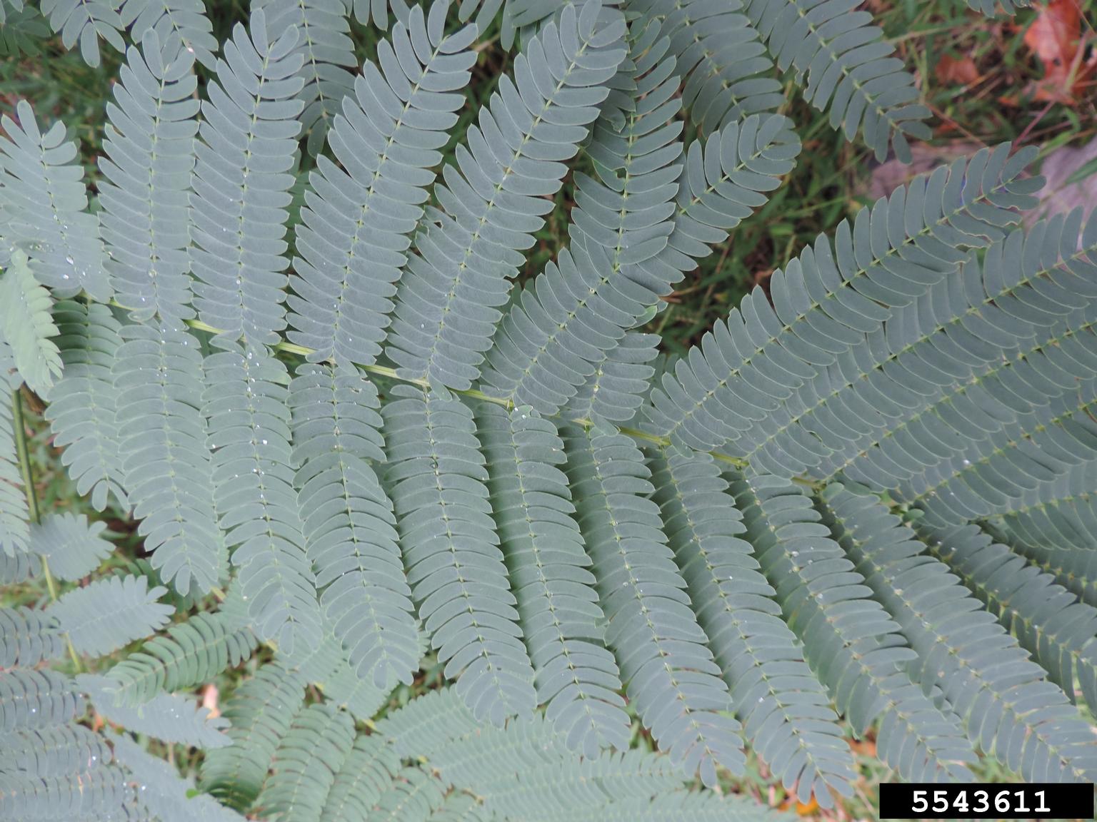 Ficha de la Albizia julibrissin o Acacia de Constantinopla - Todo Árboles