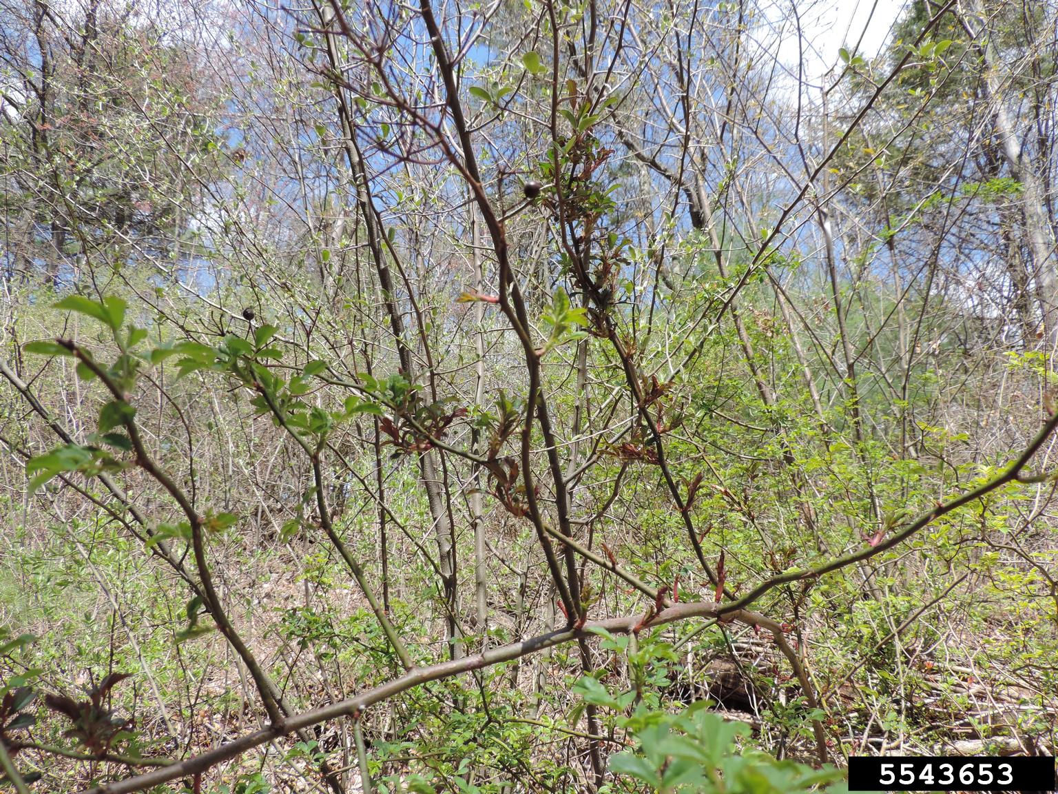 Rose rosette virus (RRV) (Emaravirus Rose rosette virus)