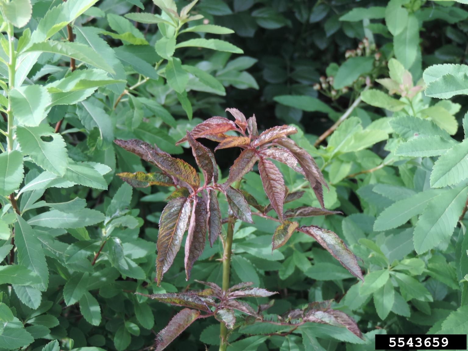 Rose rosette virus (RRV) (Emaravirus Rose rosette virus)