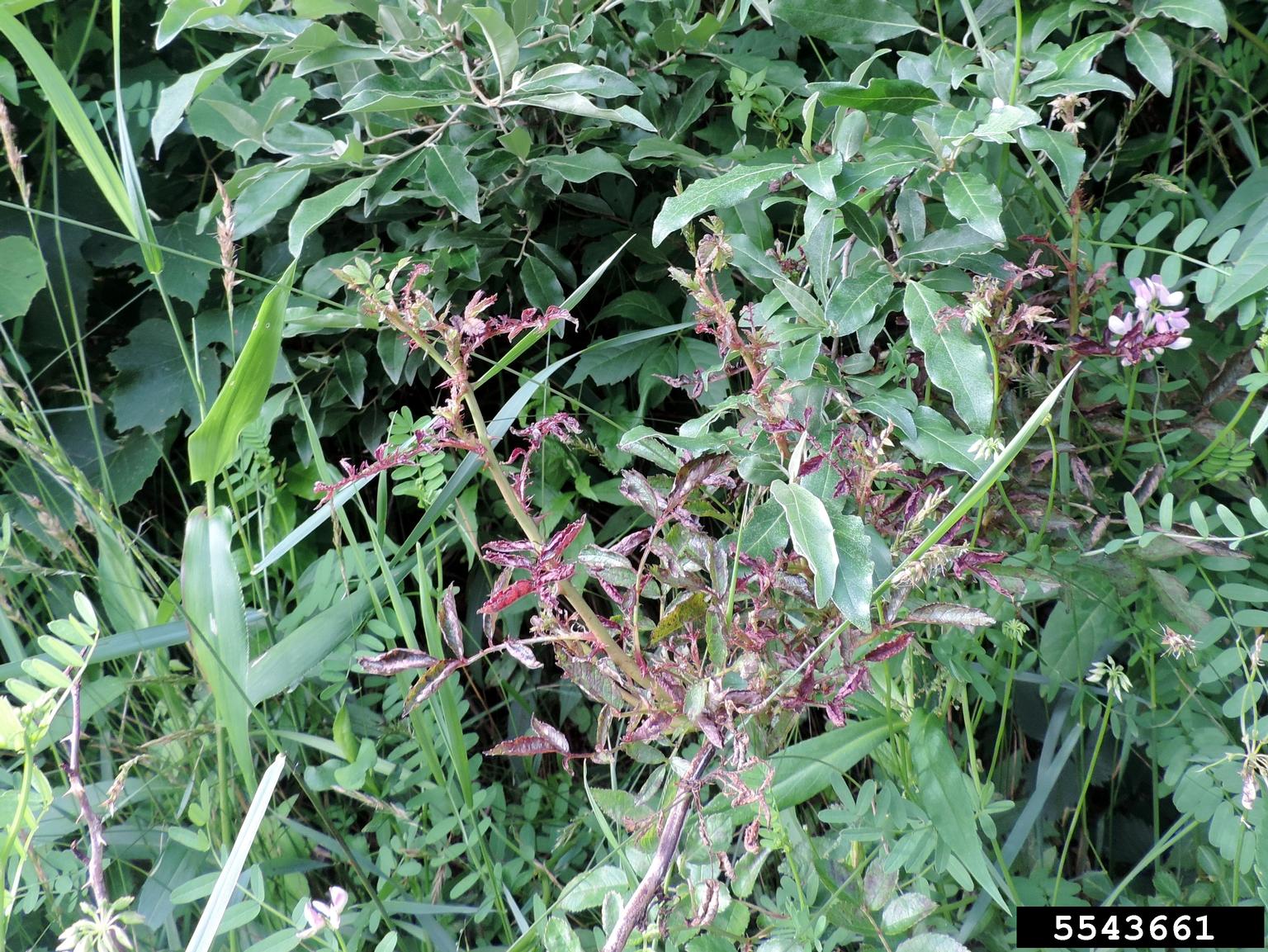 Rose rosette virus (RRV) (Emaravirus Rose rosette virus)